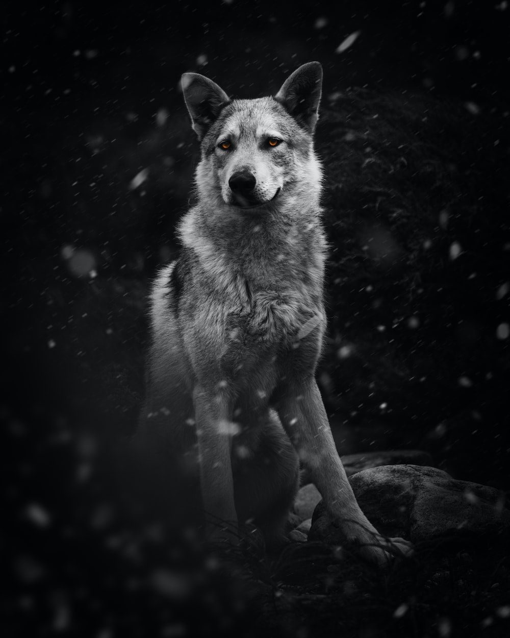 The Wolf Wallpapers