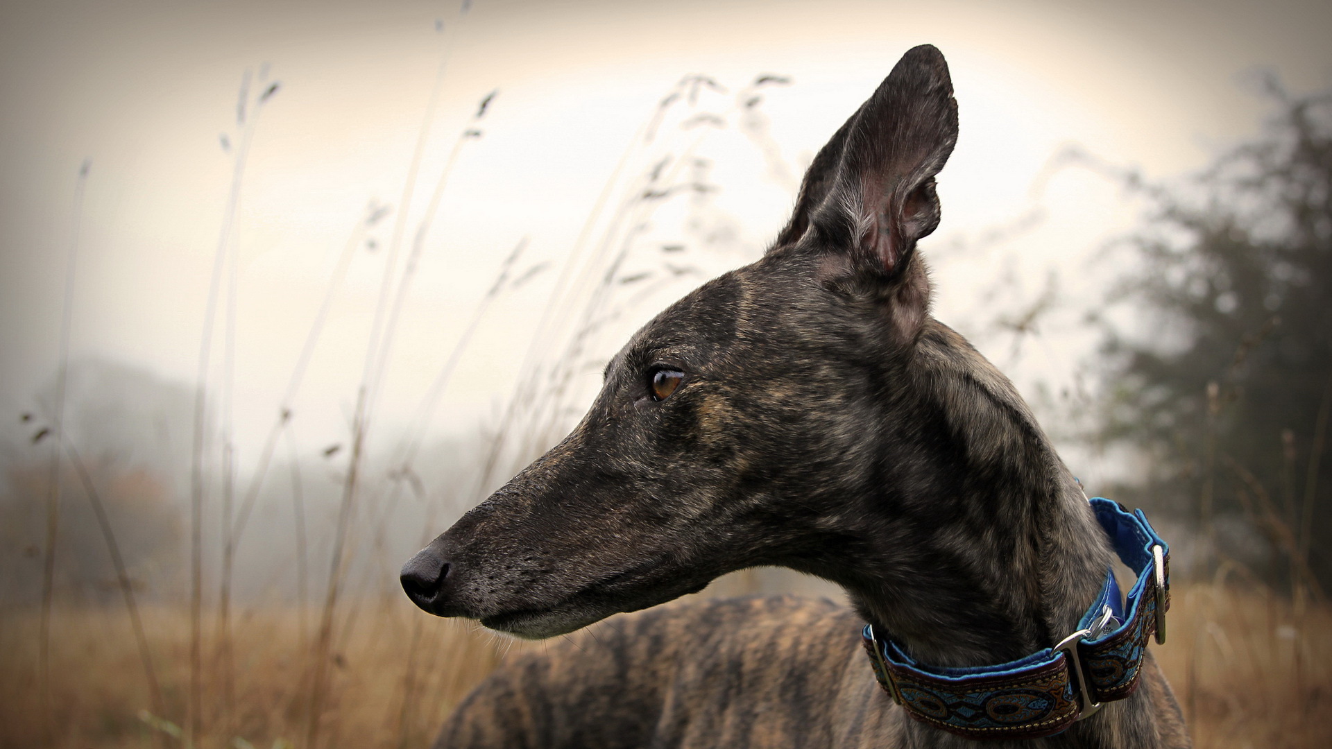 Greyhound 4K Wallpapers