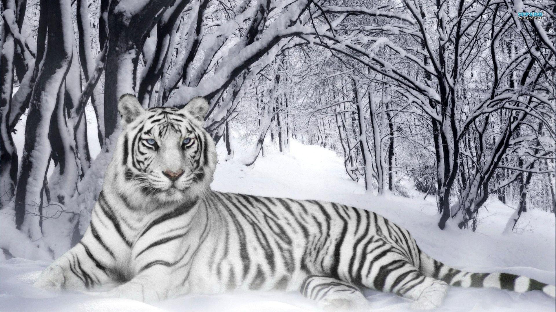 Netflix The White Tiger Wallpapers