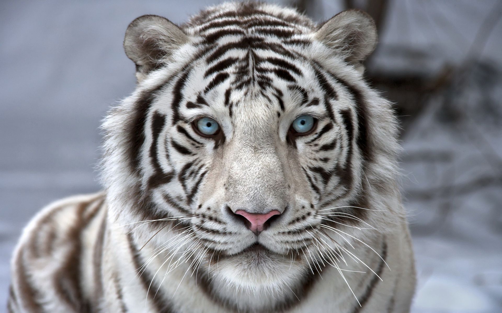 Netflix The White Tiger Wallpapers