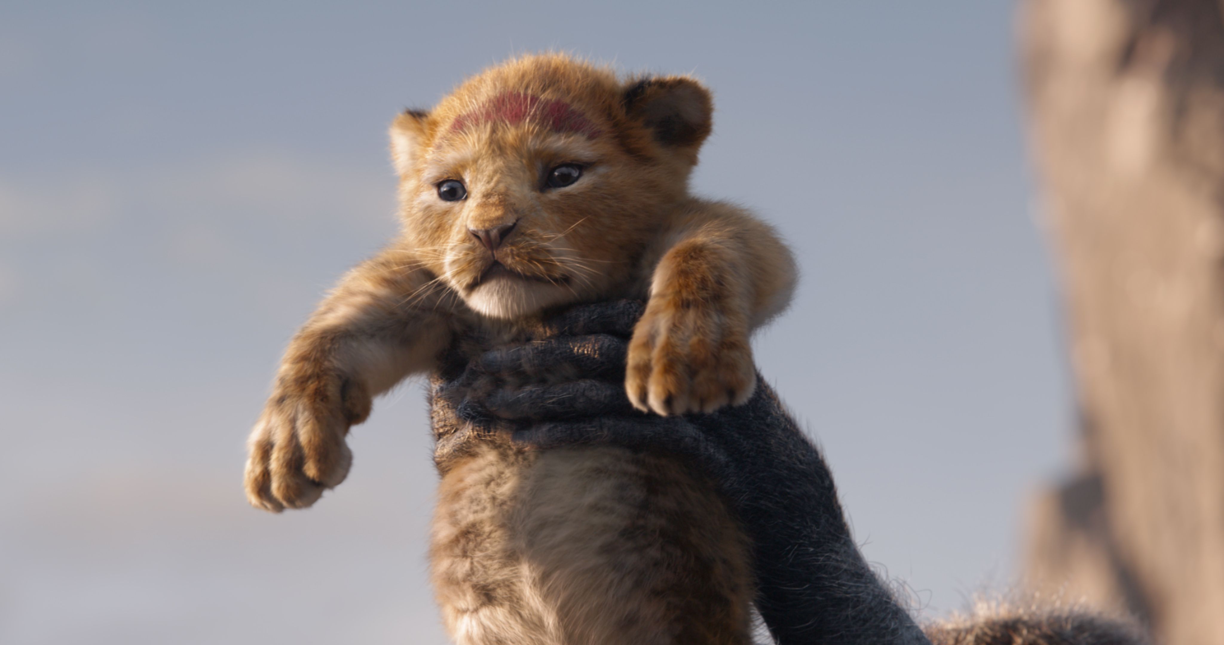 Simba In The Lion King 2019 Movie Wallpapers