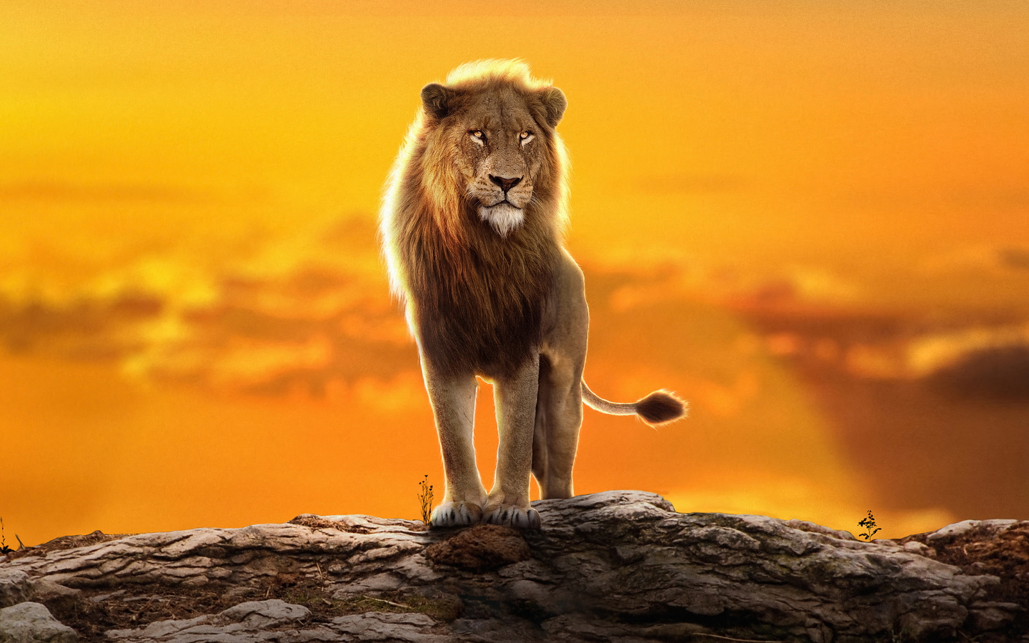 The Lion King Wallpapers