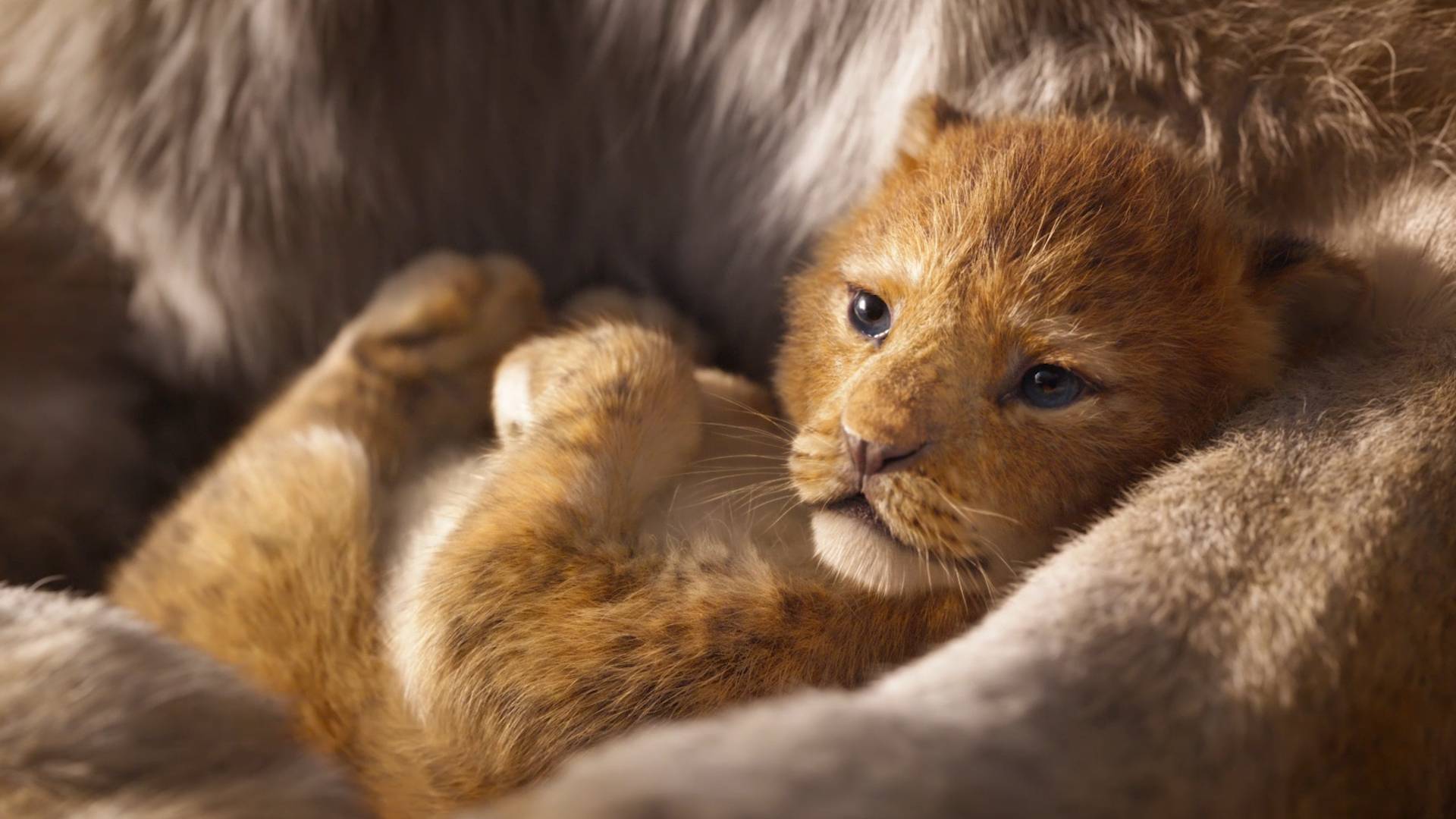 The Lion King (2019) Wallpapers