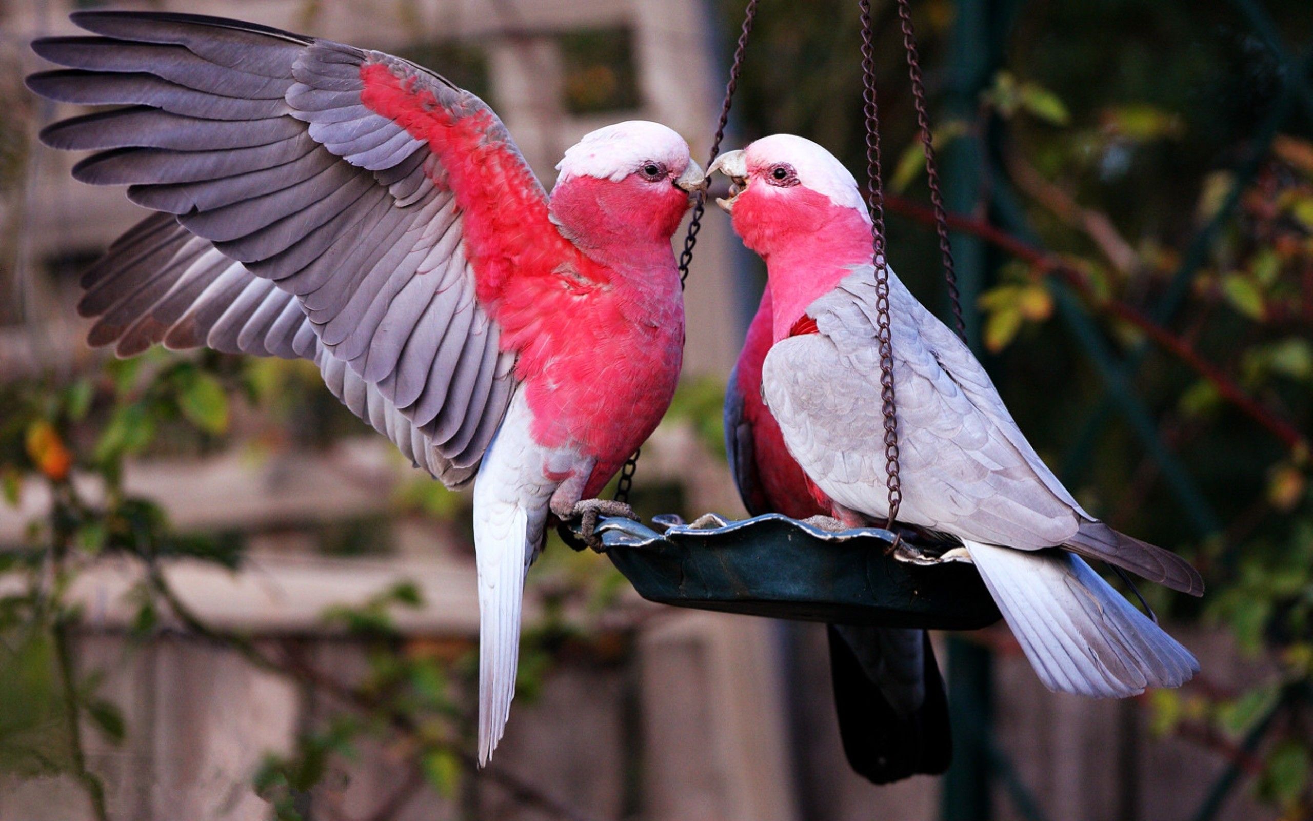 The Lovebirds Wallpapers