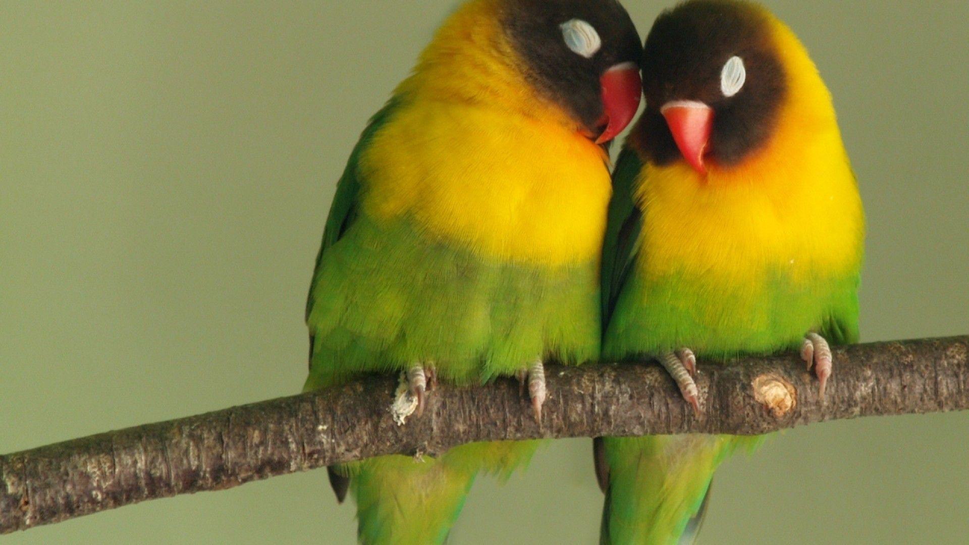 The Lovebirds Wallpapers