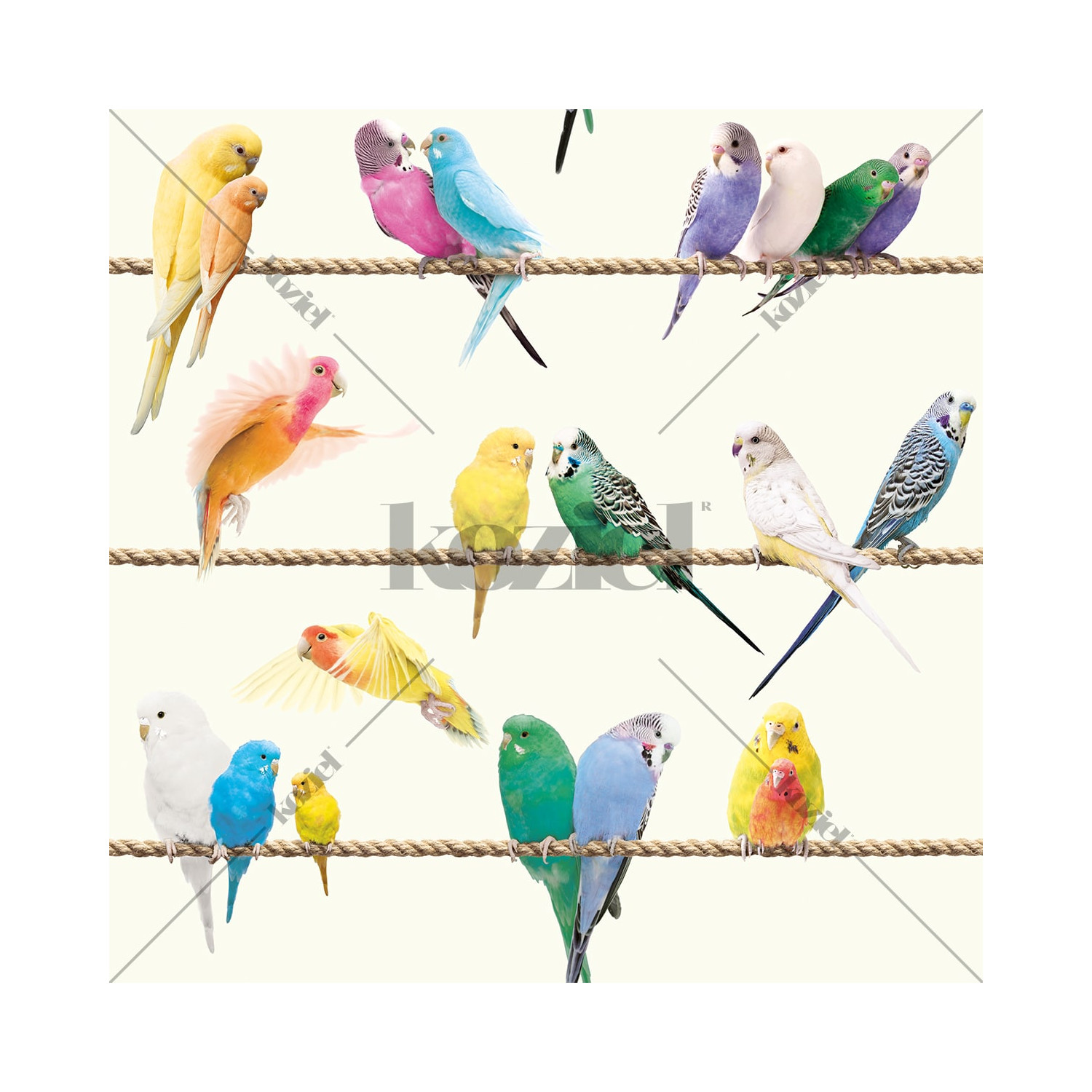 The Lovebirds Wallpapers