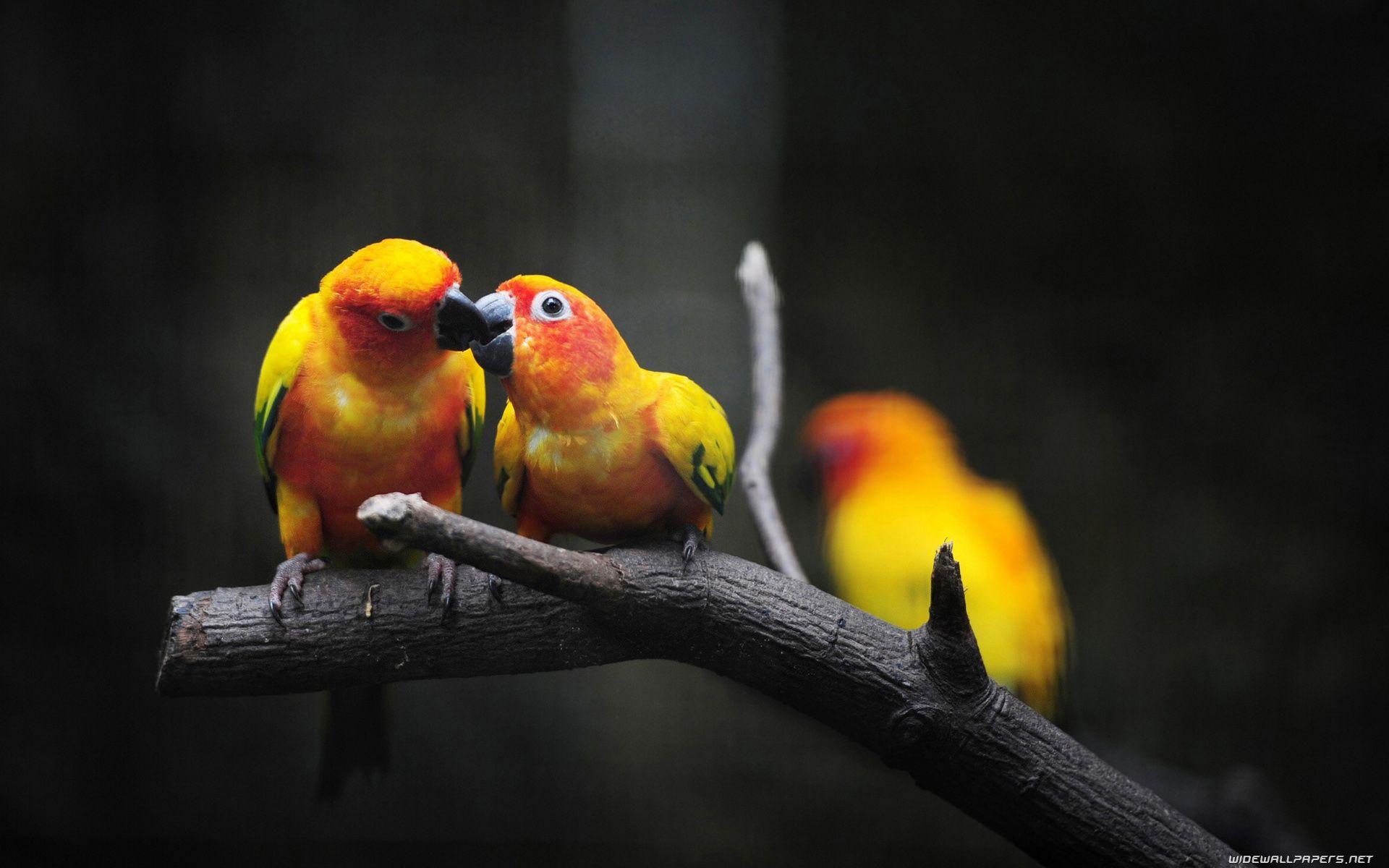 The Lovebirds Wallpapers