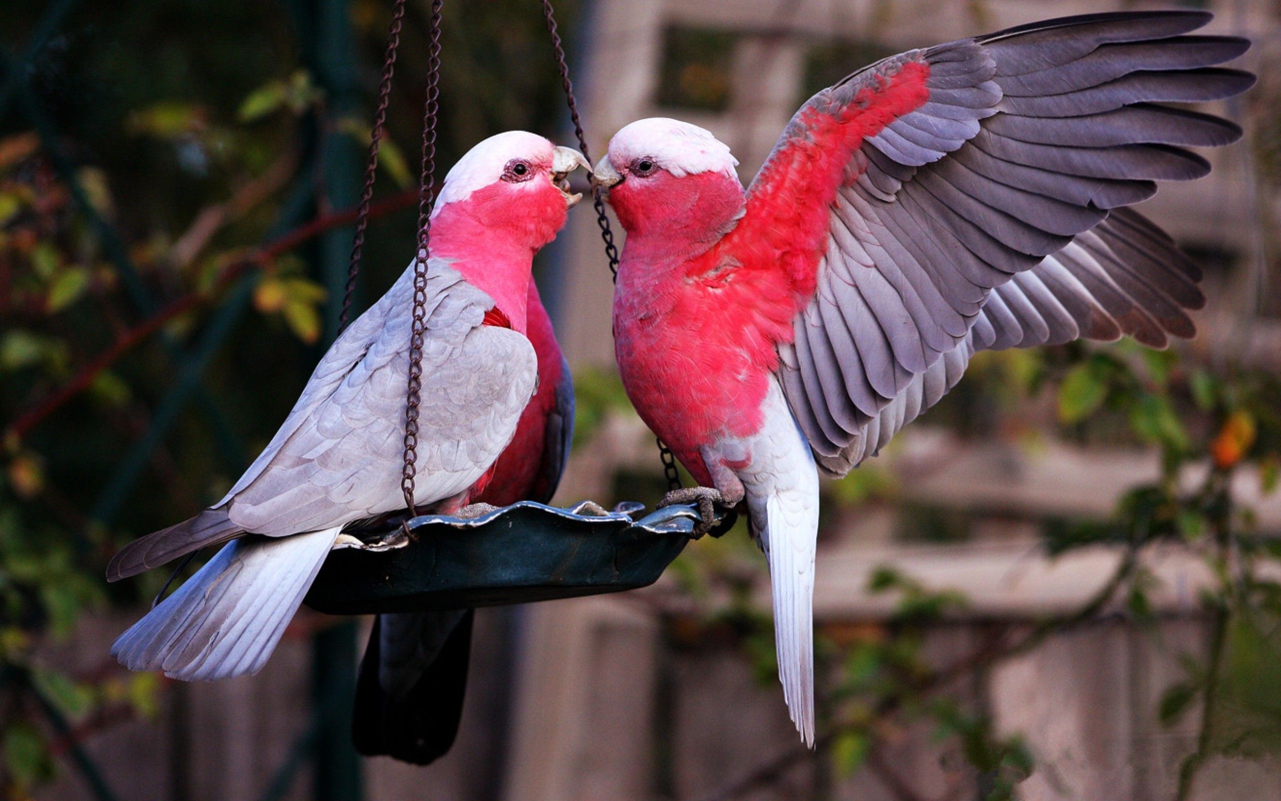 The Lovebirds Wallpapers