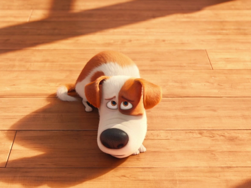 The Secret Life Of Pets Wallpapers