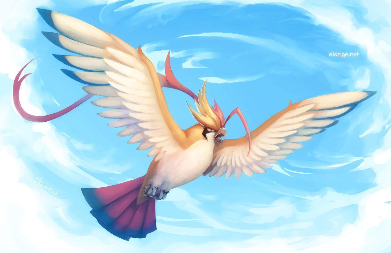 Pidgeotto Hd Wallpapers