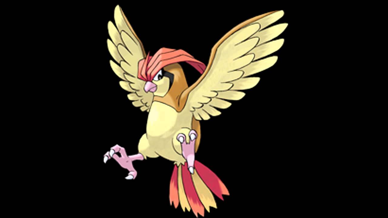 Pidgeotto Hd Wallpapers