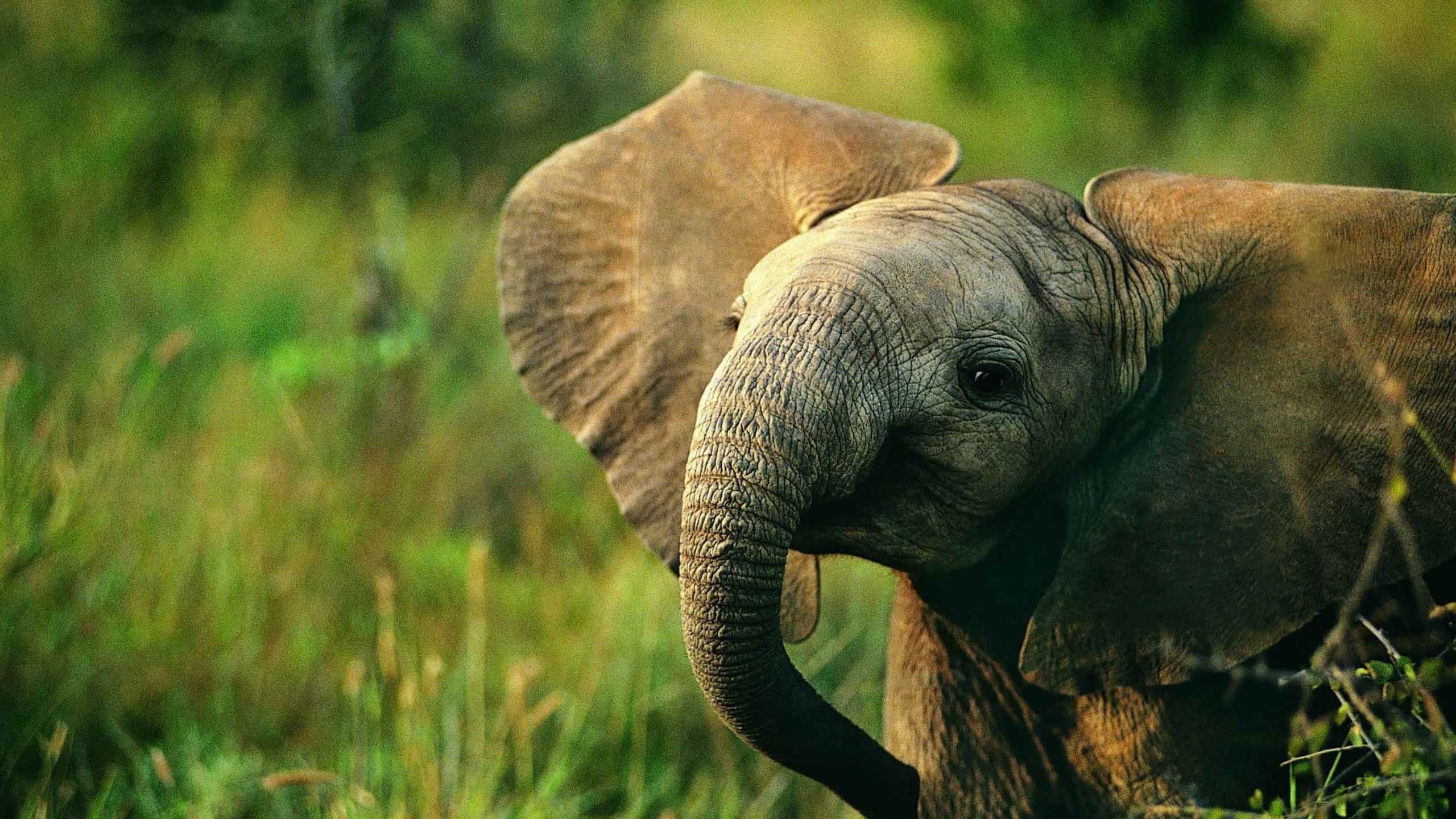 Beautiful AnimalsWallpapers