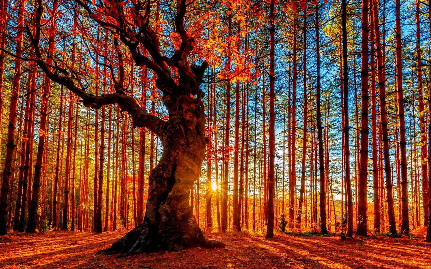 Beautiful AutumnWallpapers