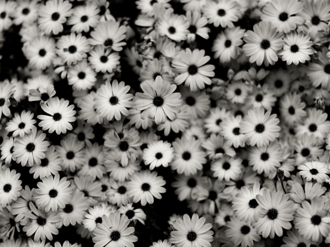 Beautiful Black And White Flower Wallpapers