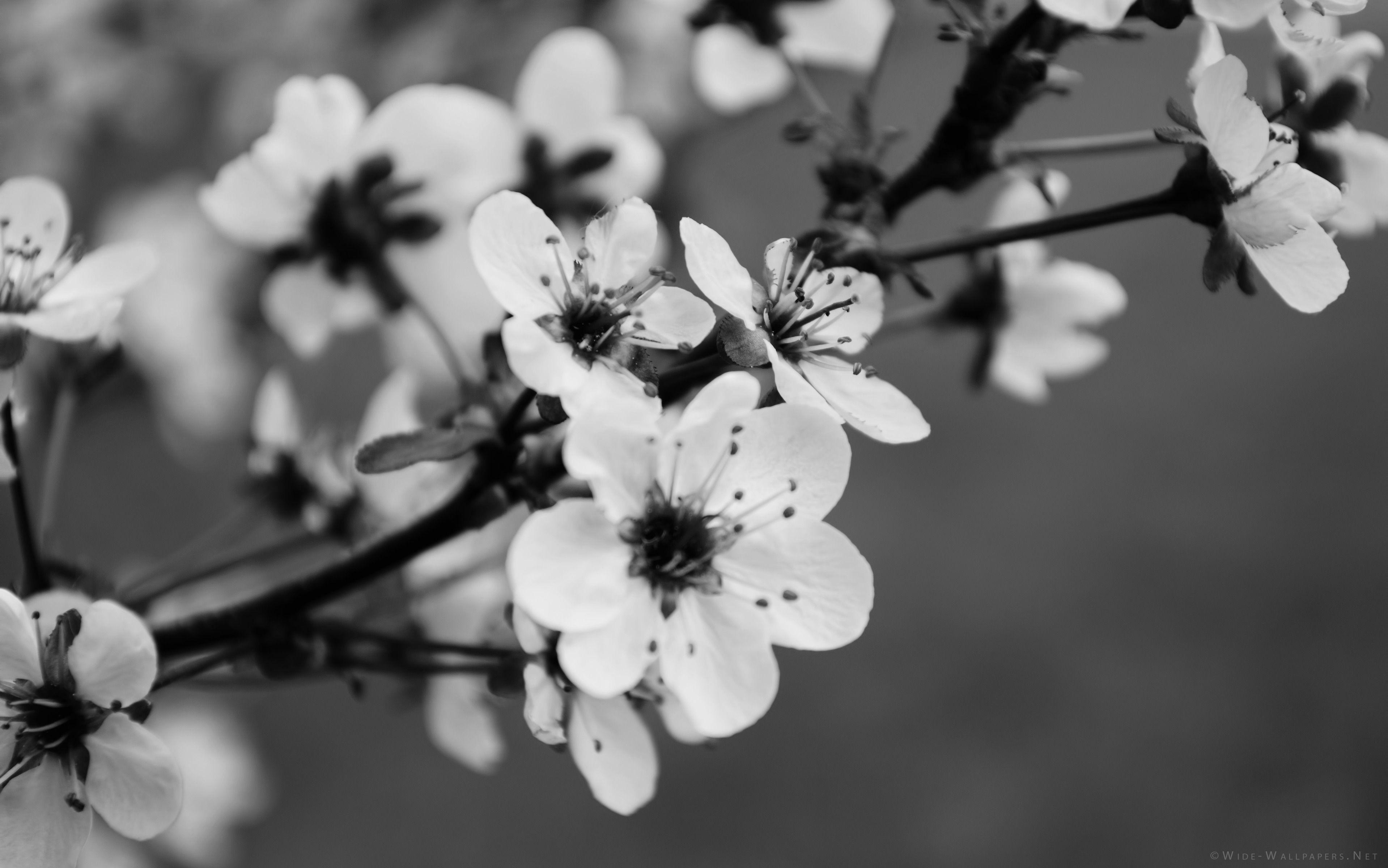 Beautiful Black And White Flower Wallpapers