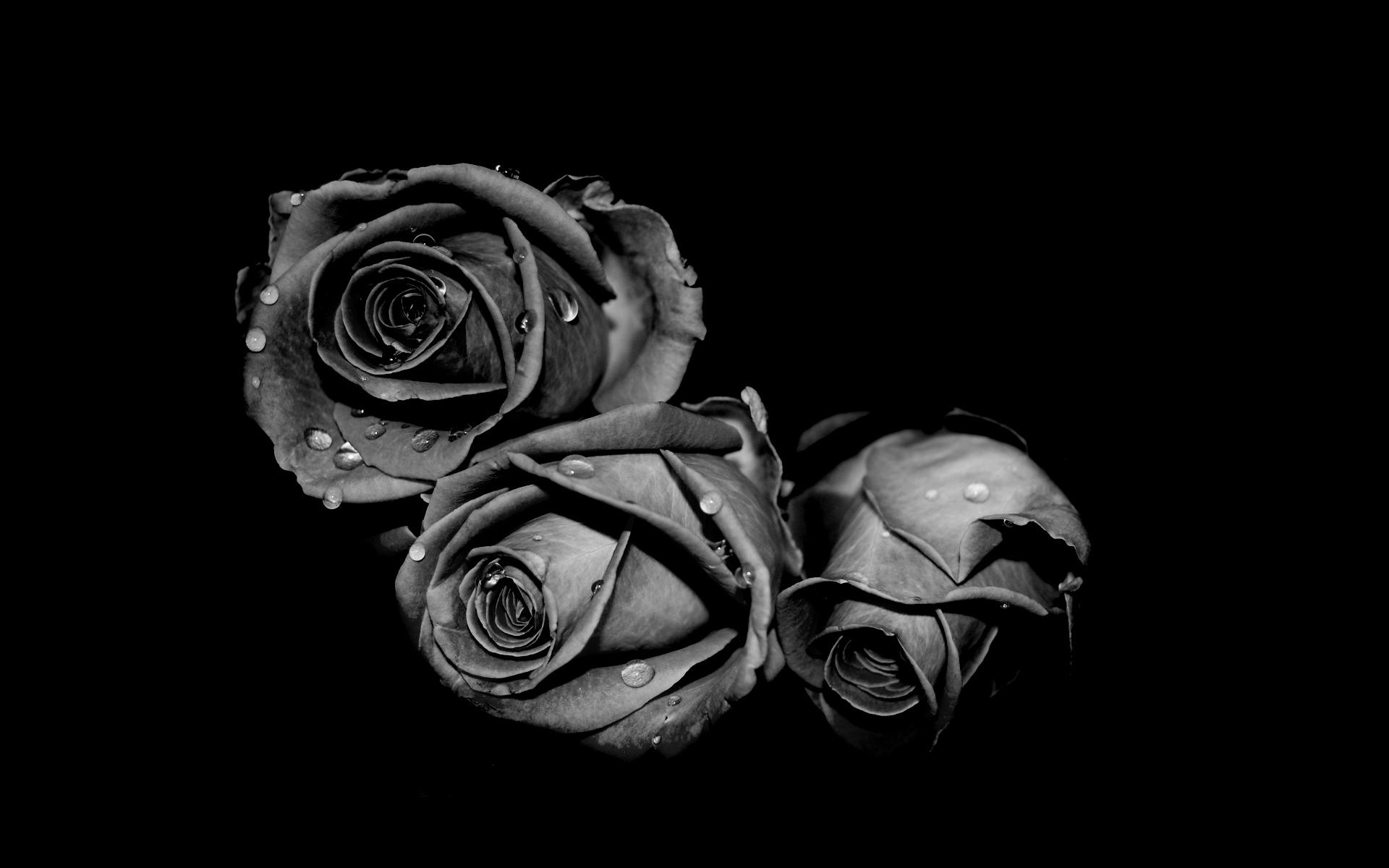 Beautiful Black And White Flower Wallpapers