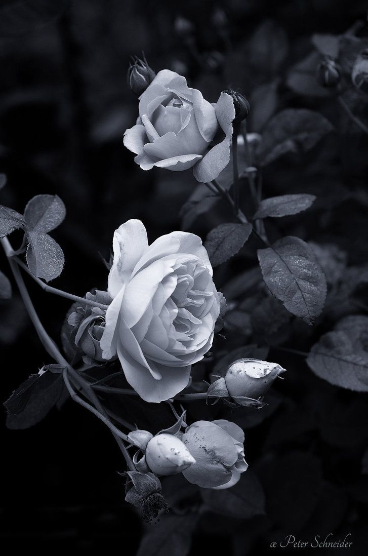 Beautiful Black And White Flower Wallpapers