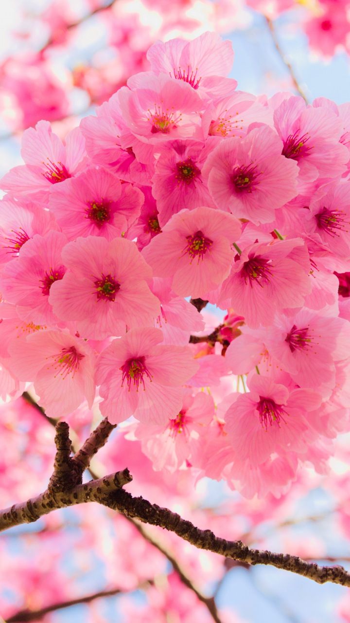 Beautiful Cherry Blossom Branch Wallpapers