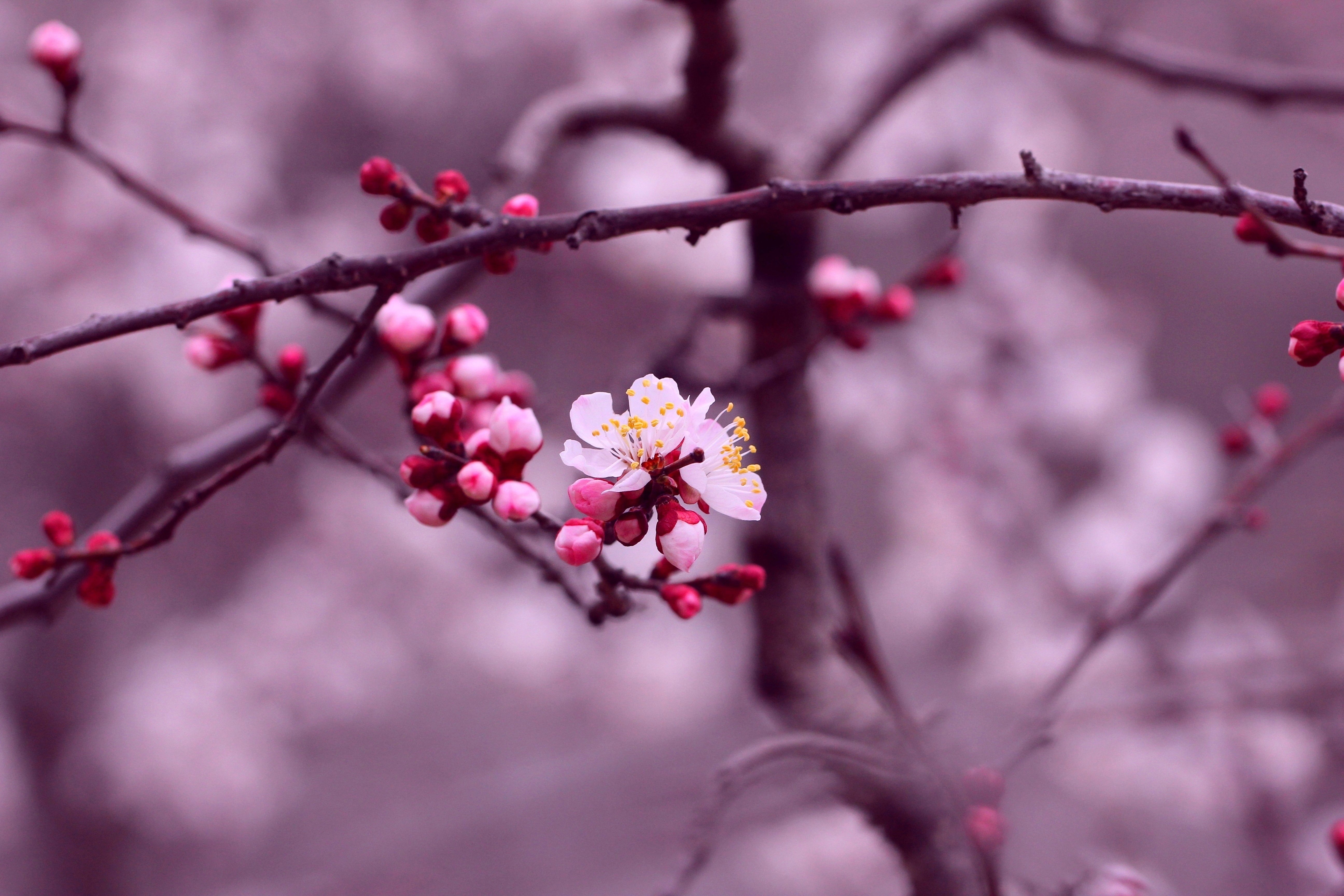 Beautiful Cherry Blossom Branch Wallpapers