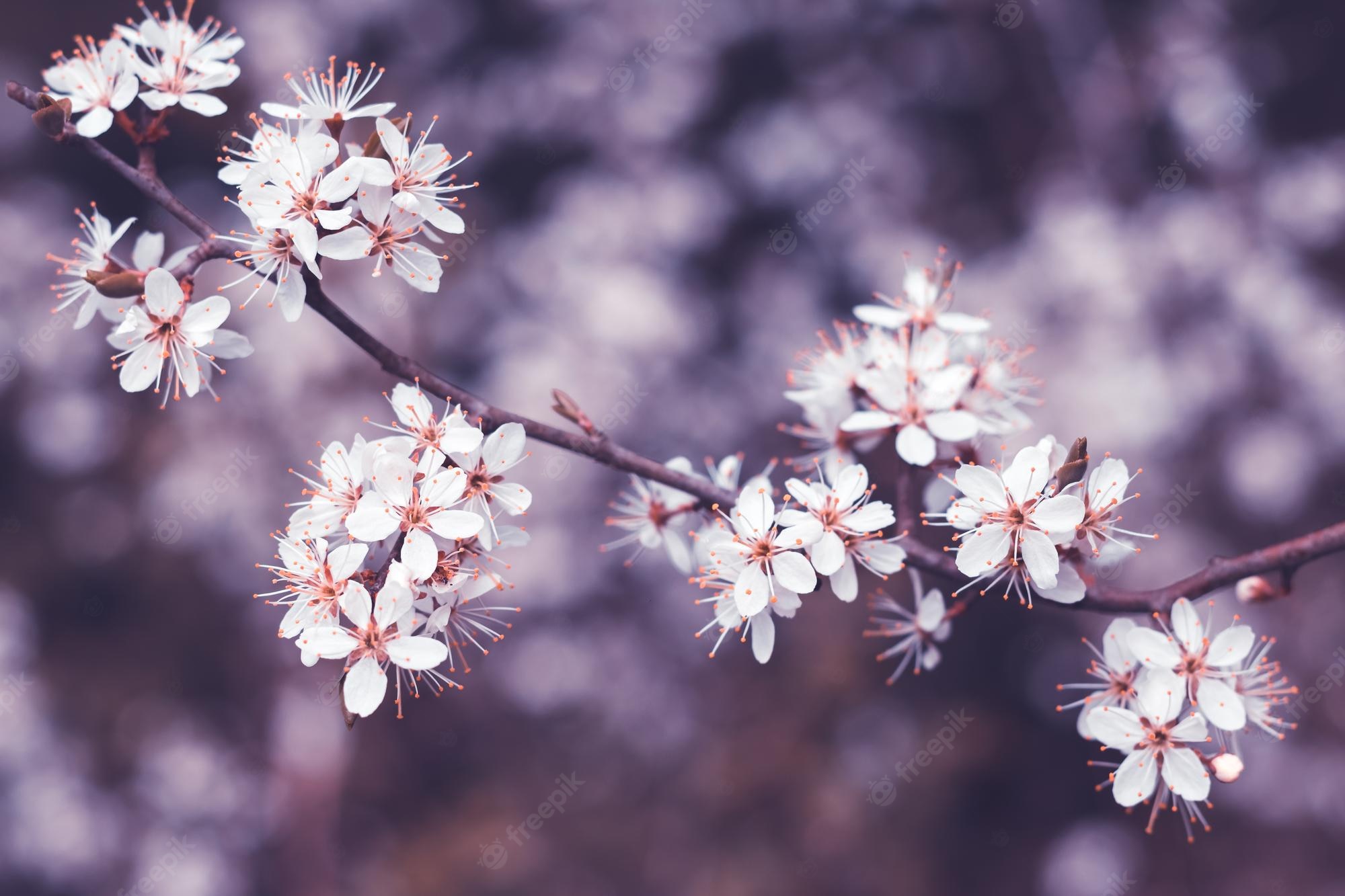 Beautiful Cherry Blossom Branch Wallpapers