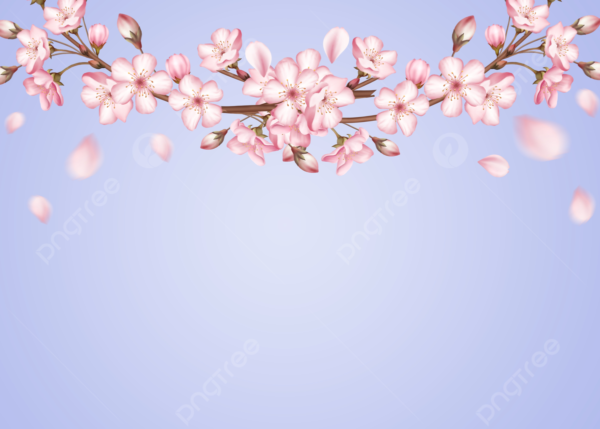 Beautiful Cherry Blossom Branch Wallpapers