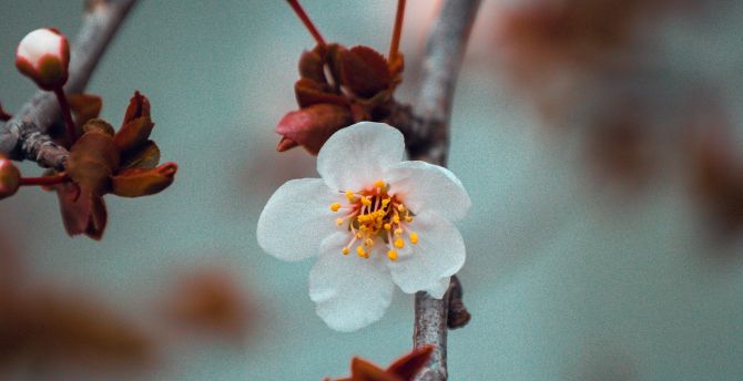 Beautiful Cherry Blossom Branch Wallpapers