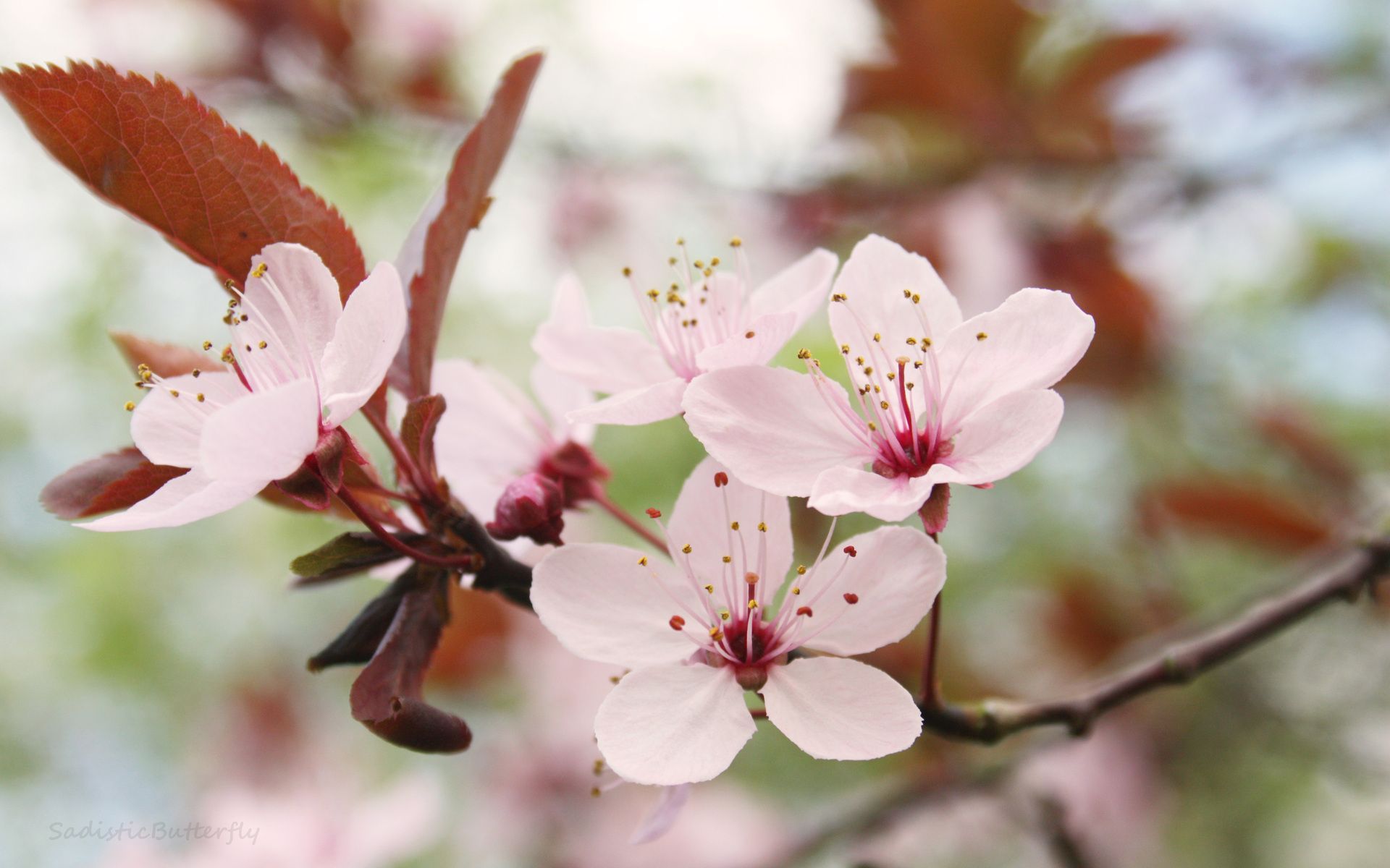 Beautiful Cherry Blossom Branch Wallpapers