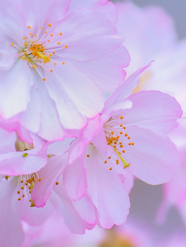 Beautiful Cherry Blossom Branch Wallpapers