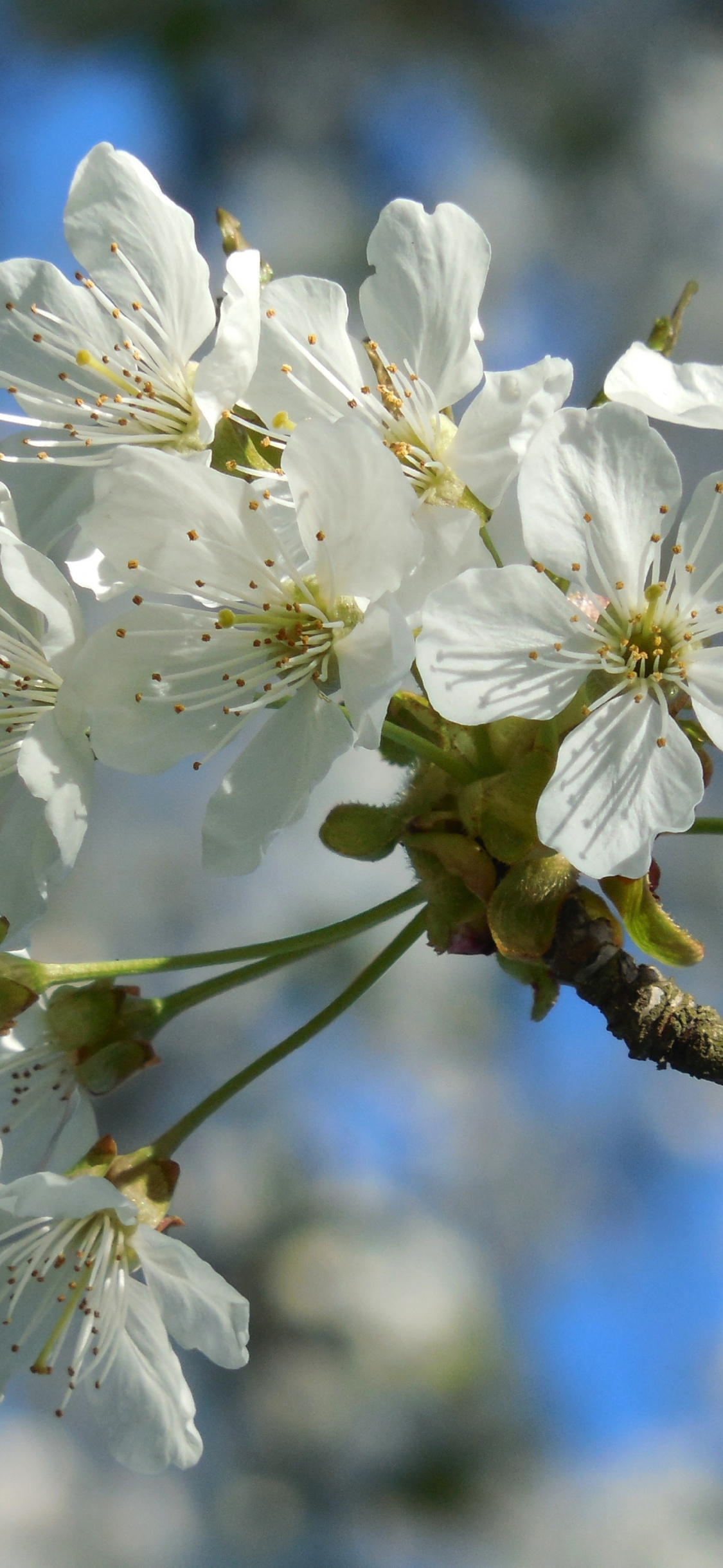 Beautiful Cherry Blossom Branch Wallpapers