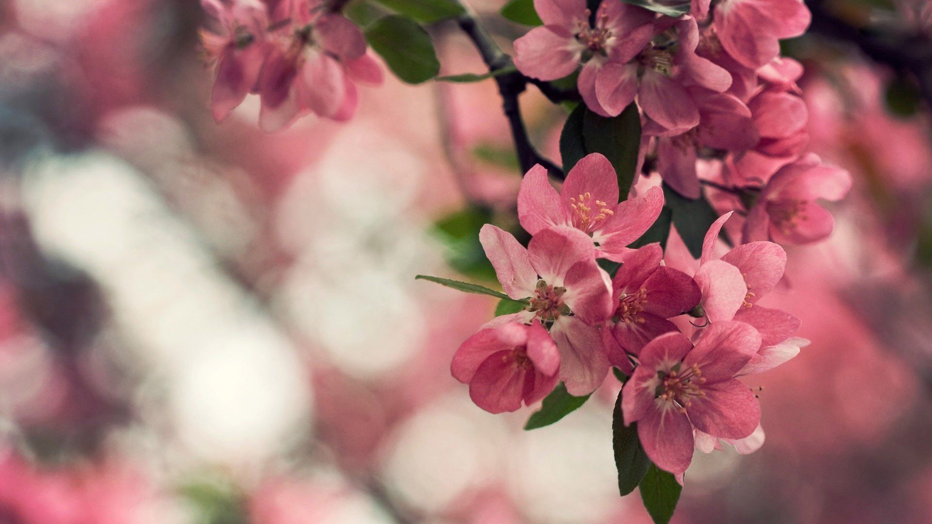 Beautiful Cherry Blossom Branch Wallpapers