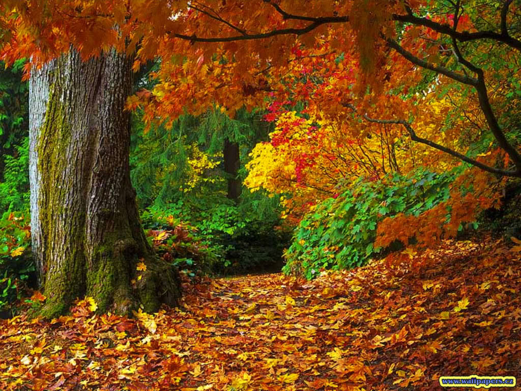 Beautiful Fall PicturesWallpapers