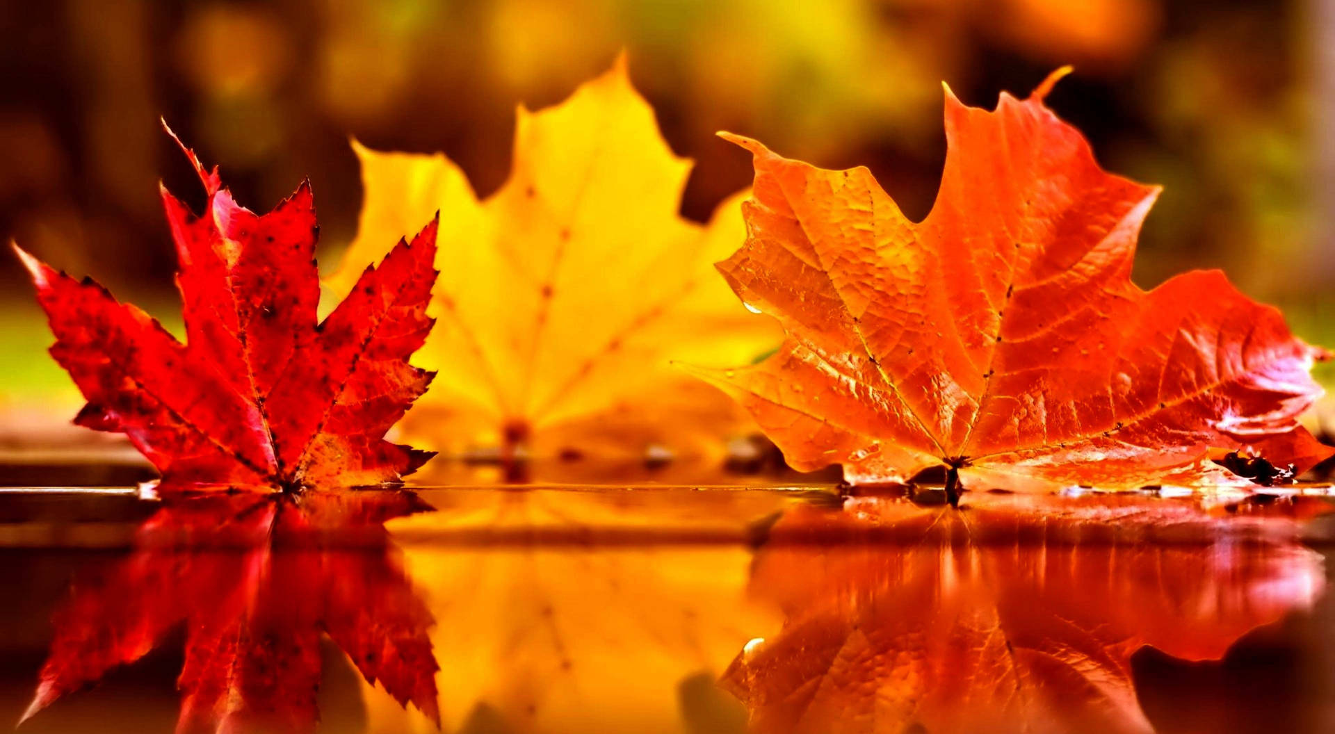 Beautiful Fall PicturesWallpapers