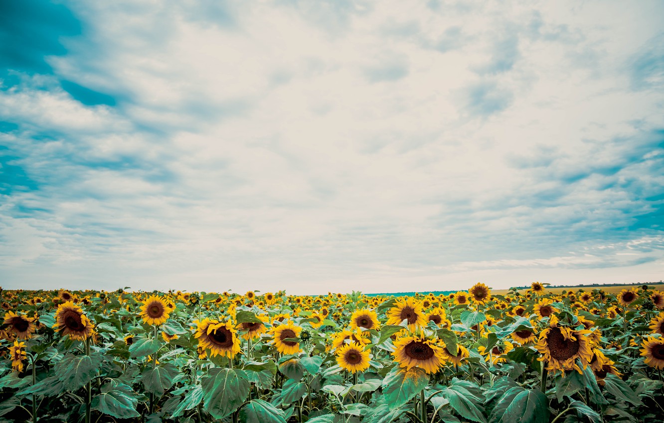 Beautiful Fall Sunflower Wallpapers