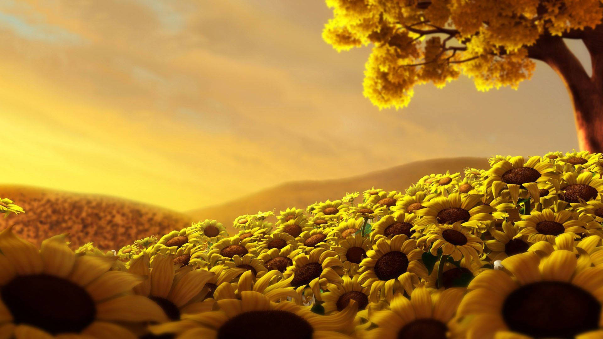 Beautiful Fall Sunflower Wallpapers