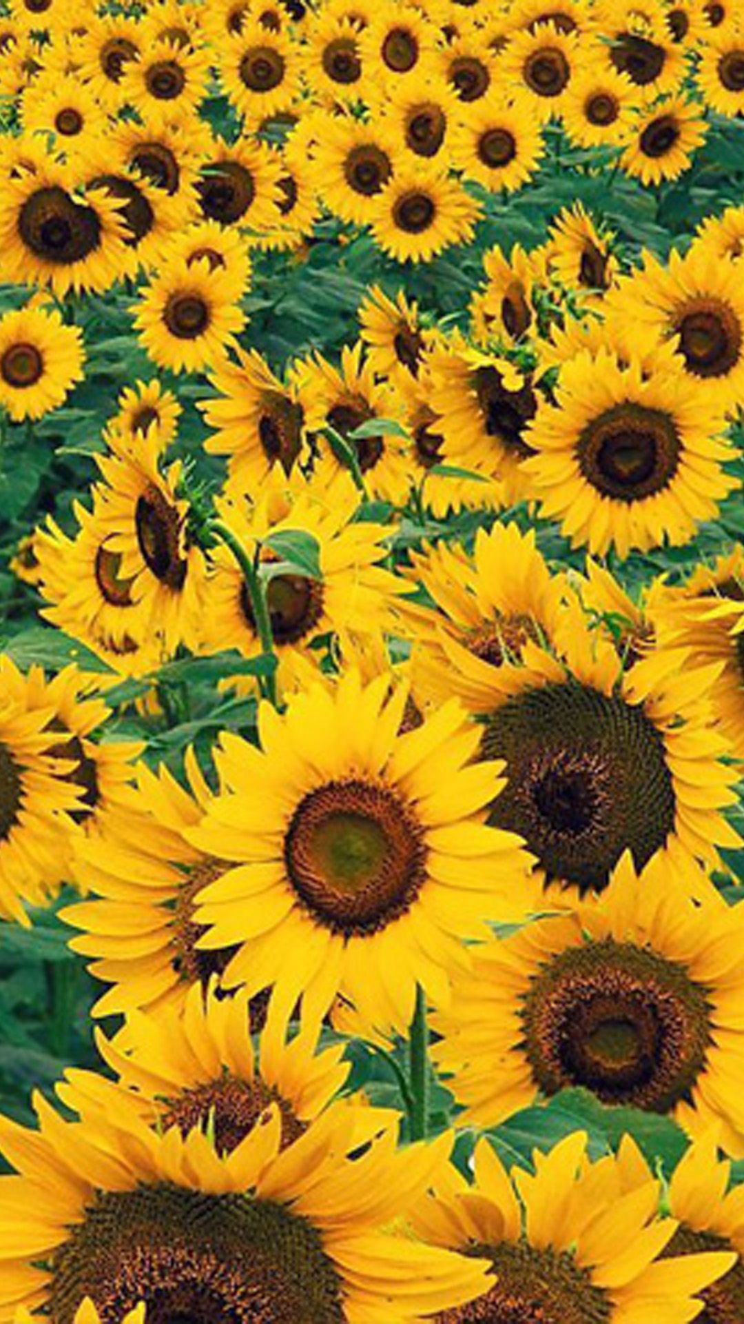 Beautiful Fall Sunflower Wallpapers