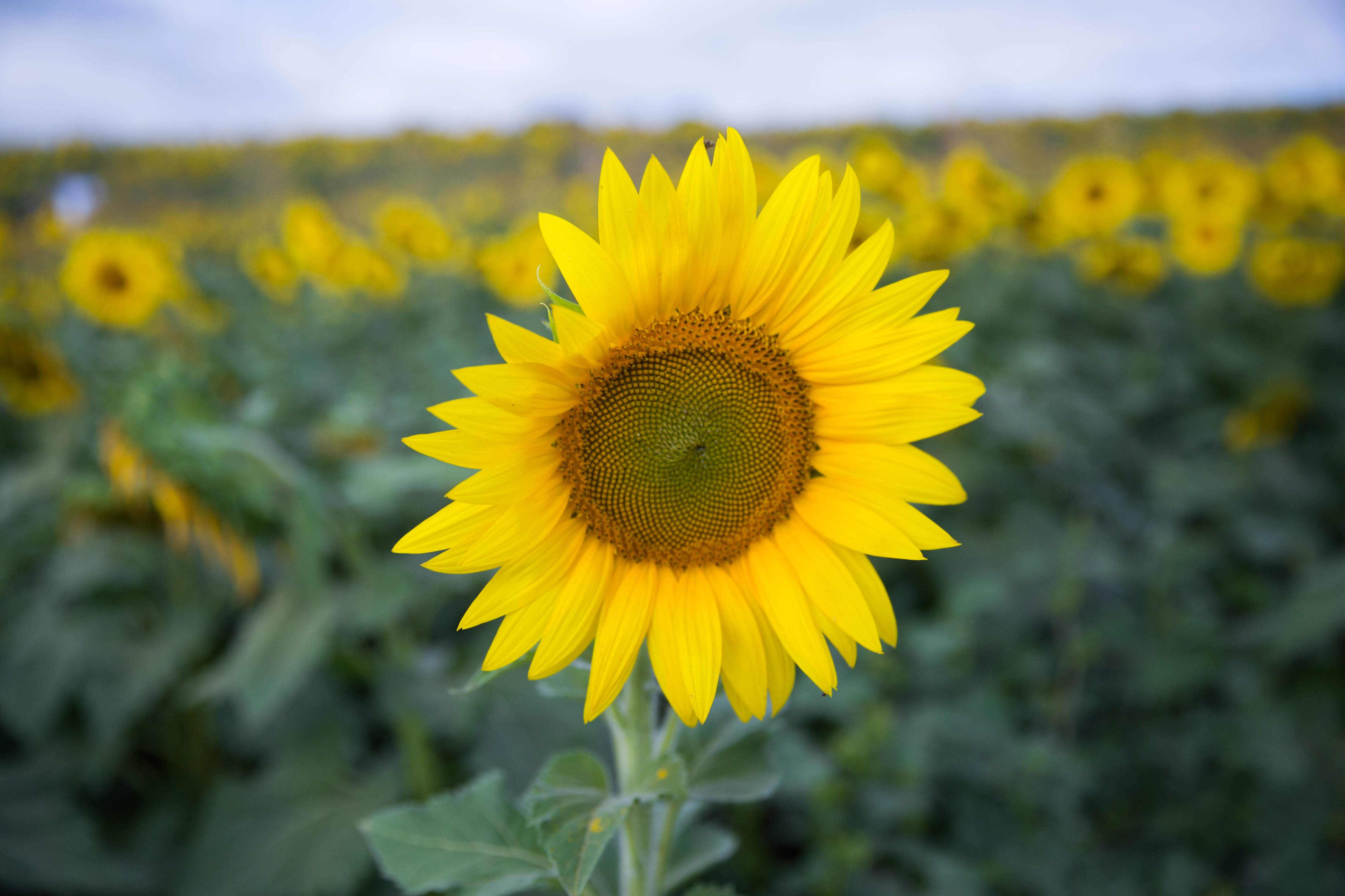 Beautiful Fall Sunflower Wallpapers