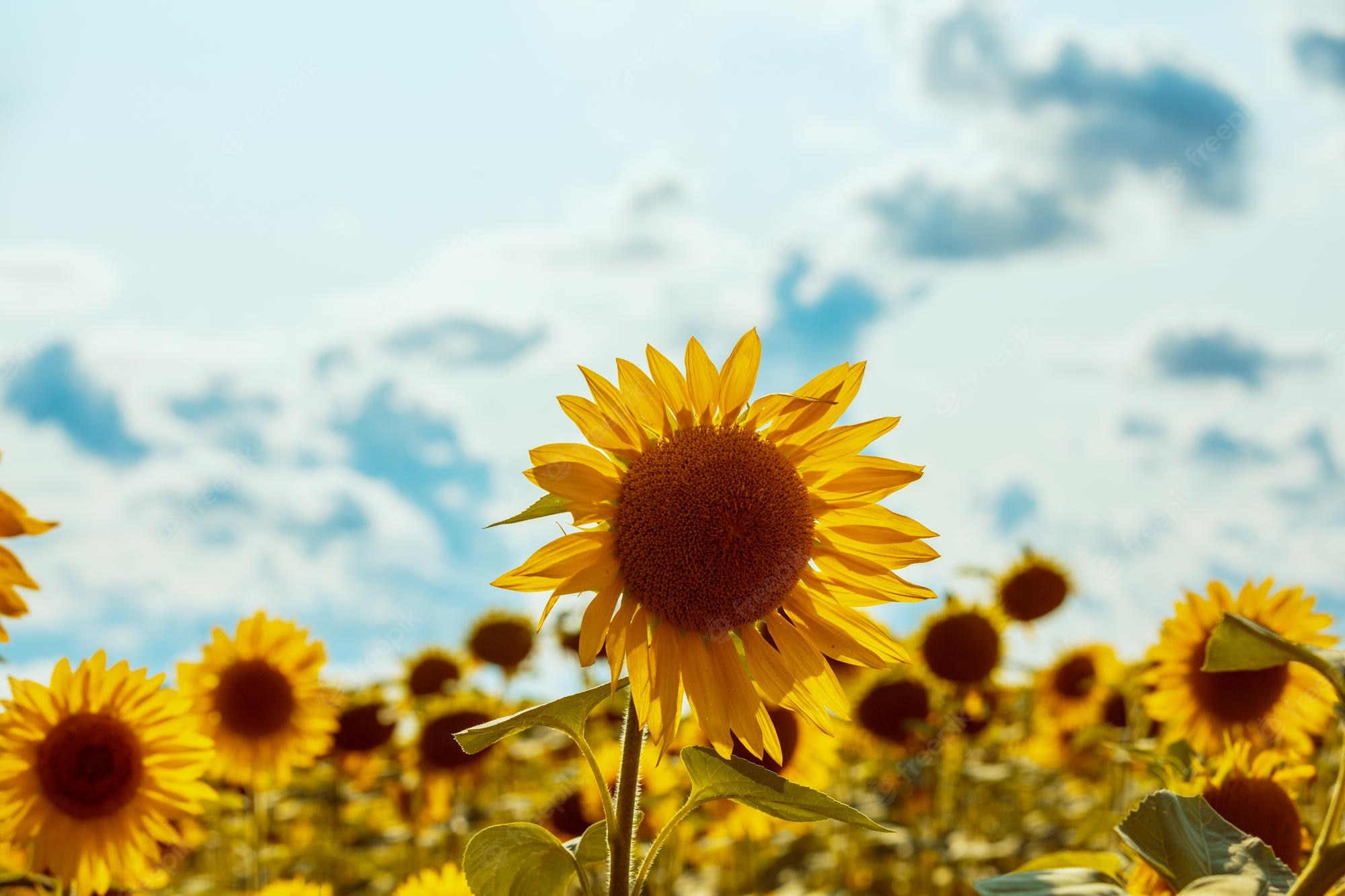 Beautiful Fall Sunflower Wallpapers