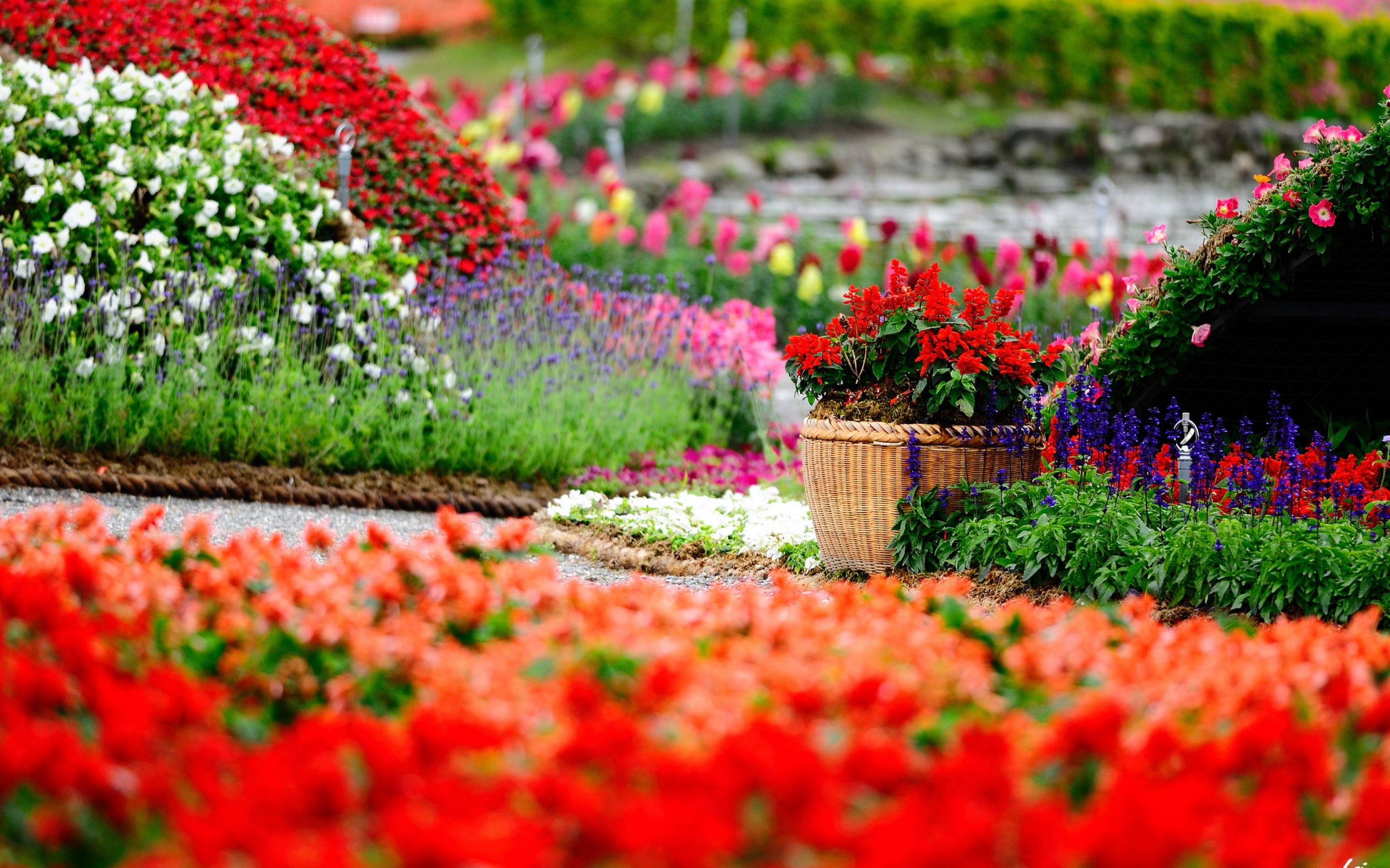 Beautiful Flower Garden Wallpapers