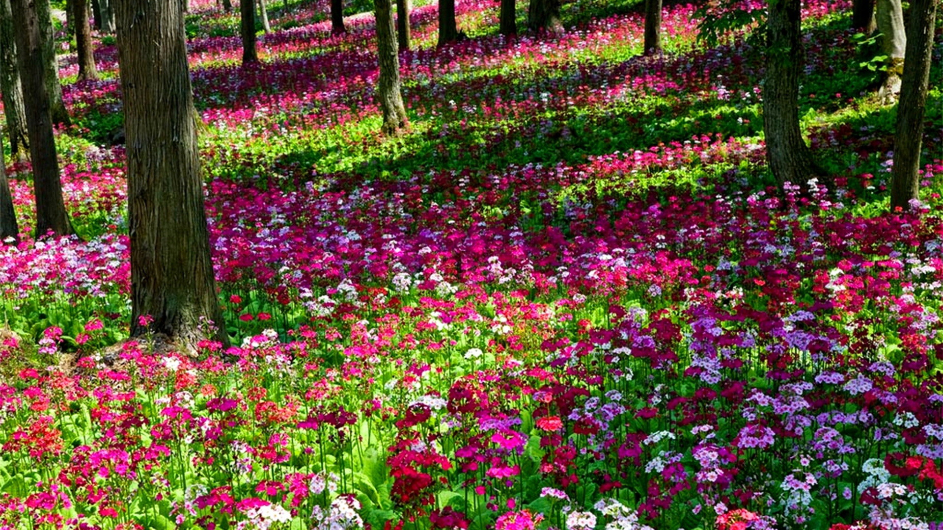 Beautiful Flower Garden Wallpapers