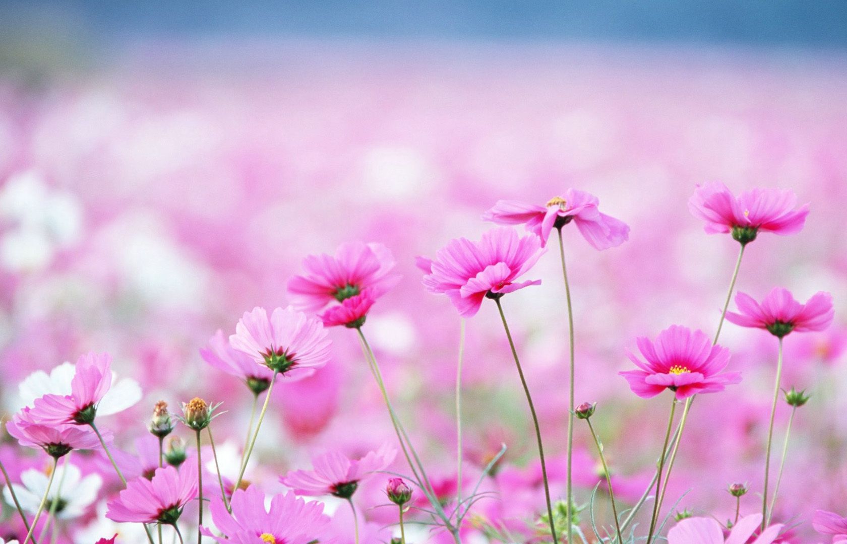 Beautiful Flowers  Wallpapers