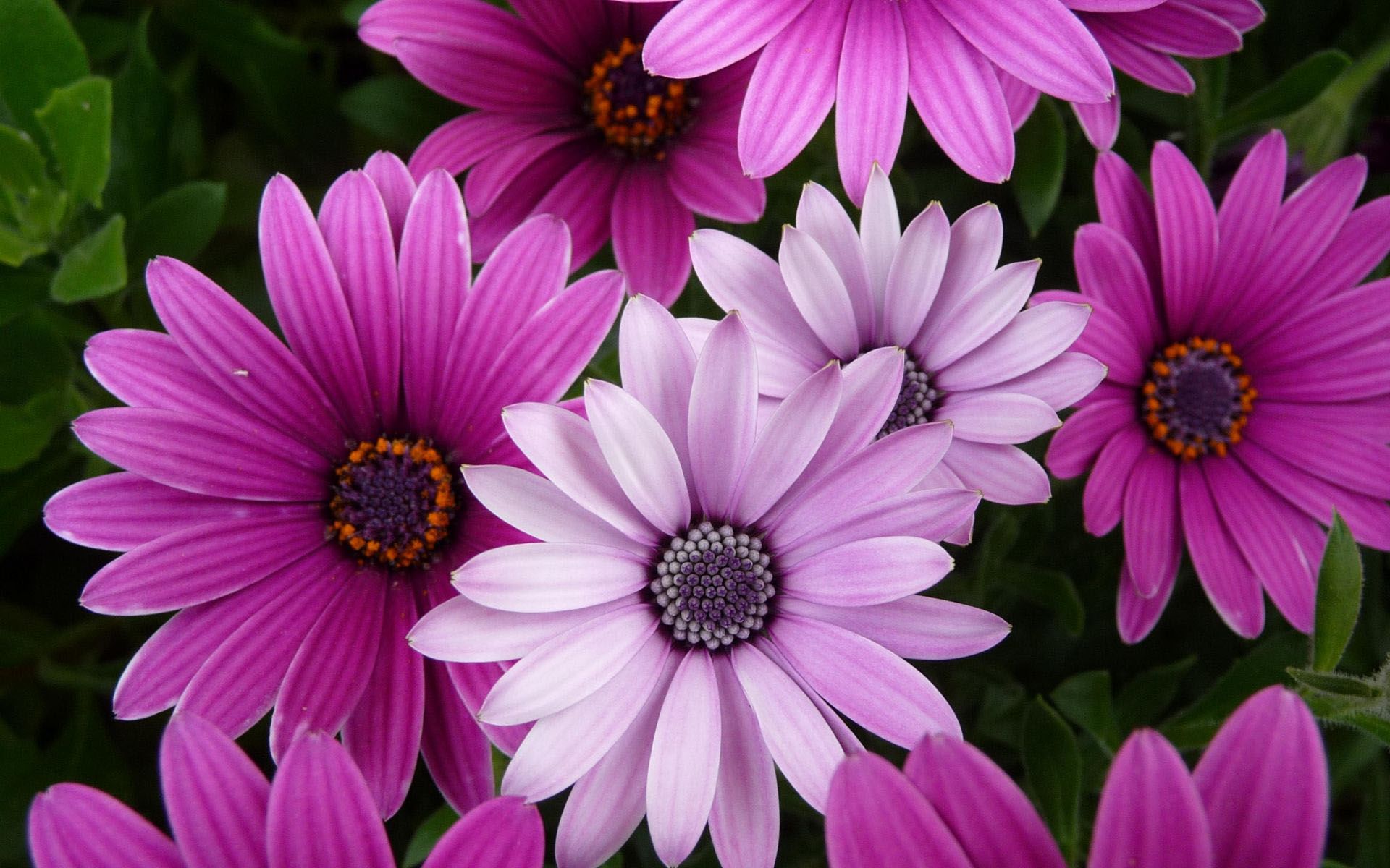 Beautiful Flowers  Wallpapers