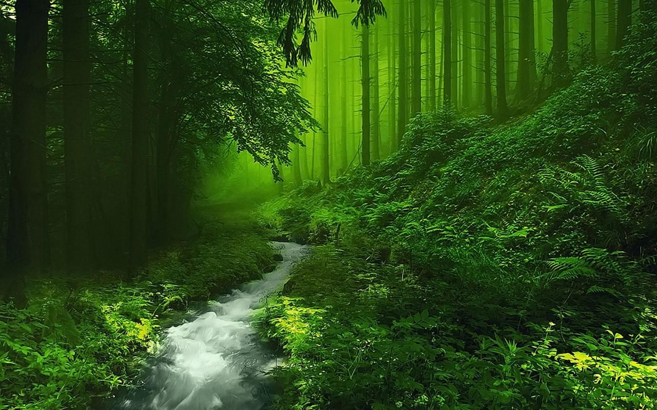 Beautiful Forest Hd Wallpapers