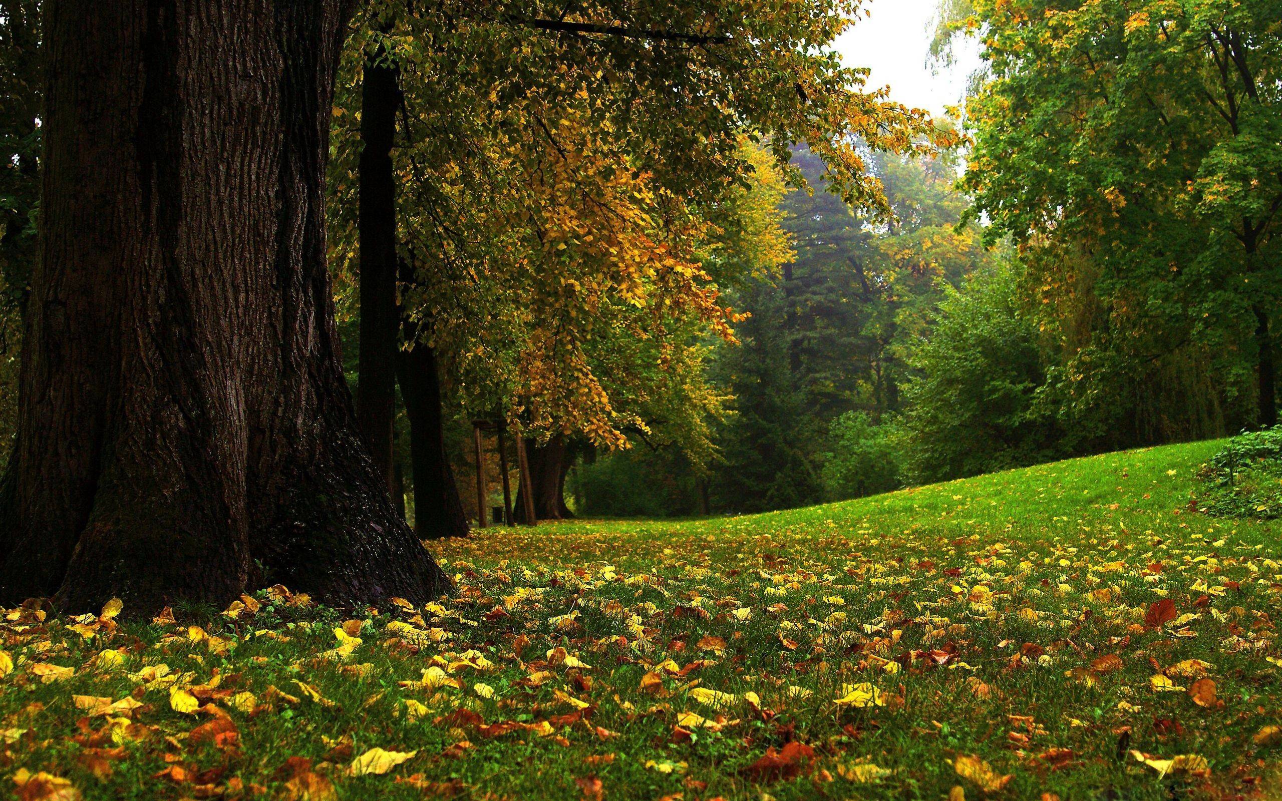 Beautiful Forest Hd Wallpapers