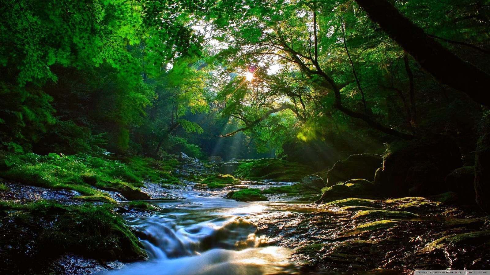 Beautiful Forest Hd Wallpapers