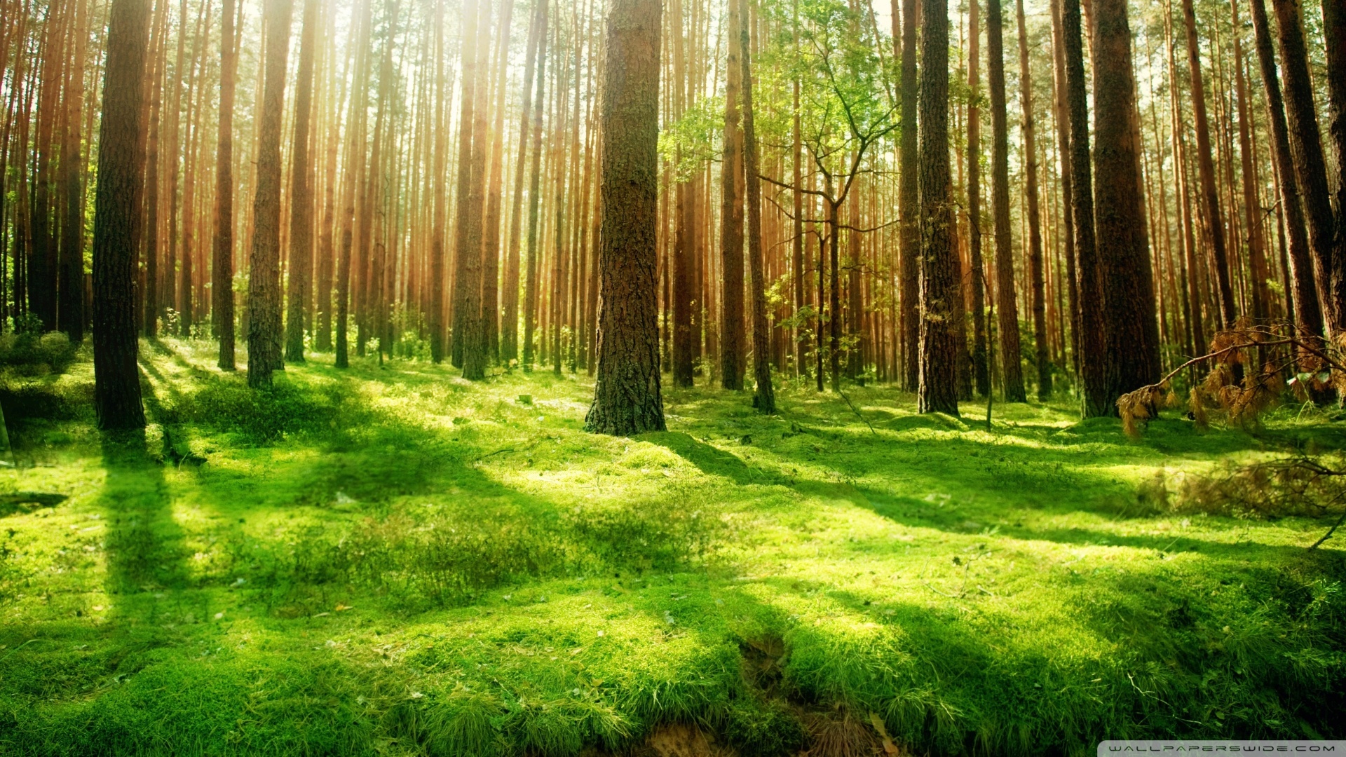 Beautiful Forest  Wallpapers