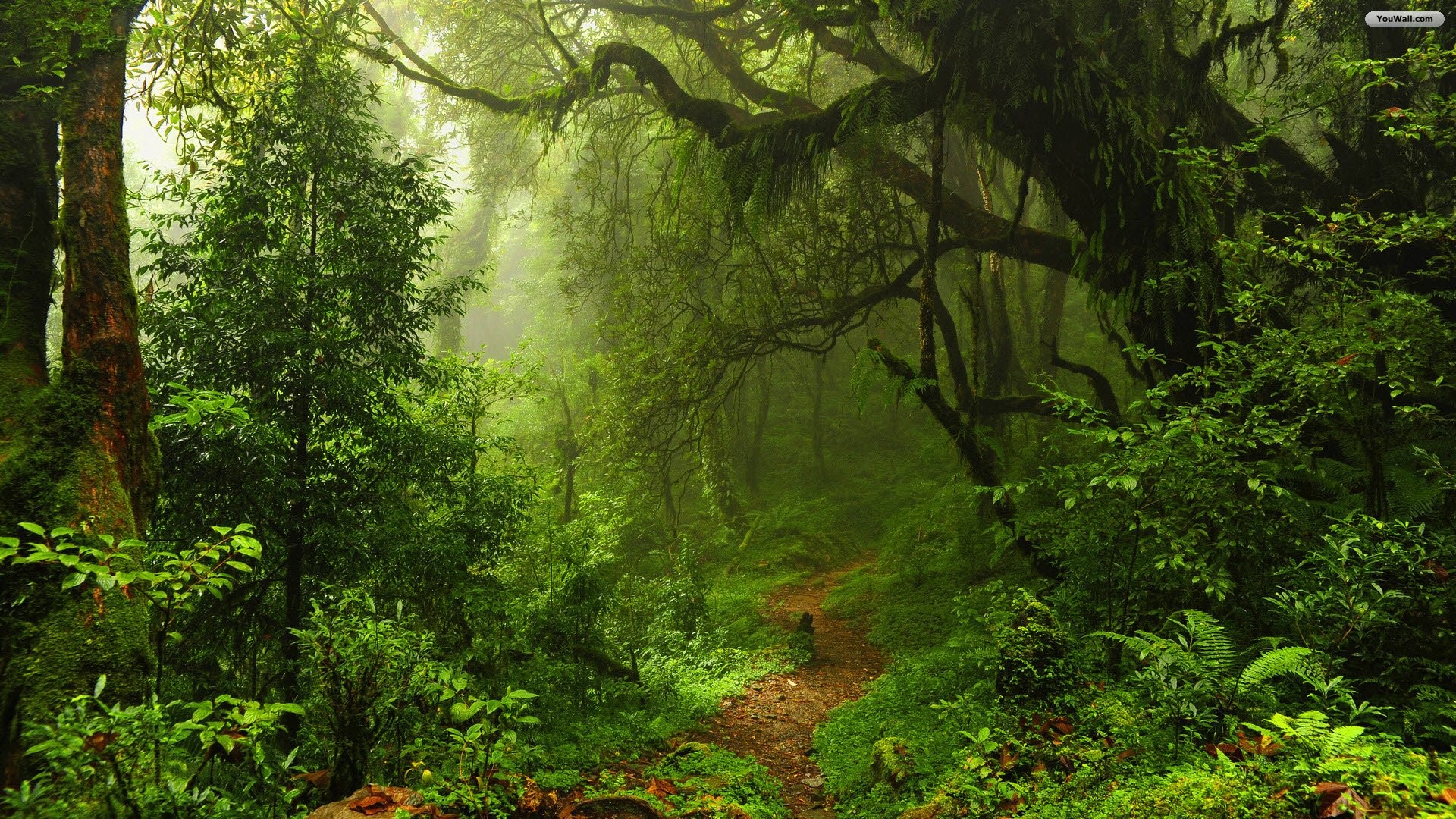 Beautiful Forest  Wallpapers
