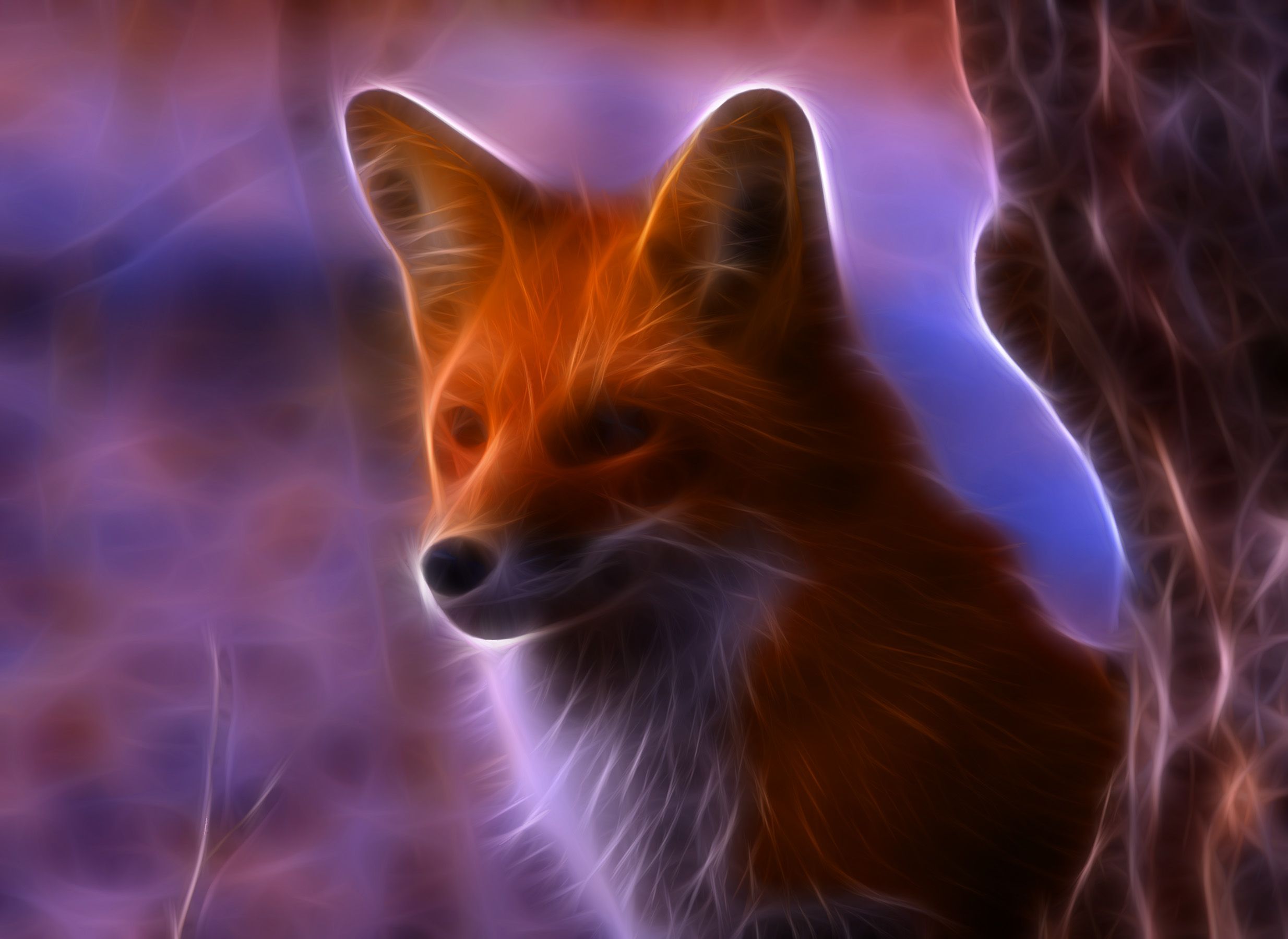 Beautiful Fox Wallpapers