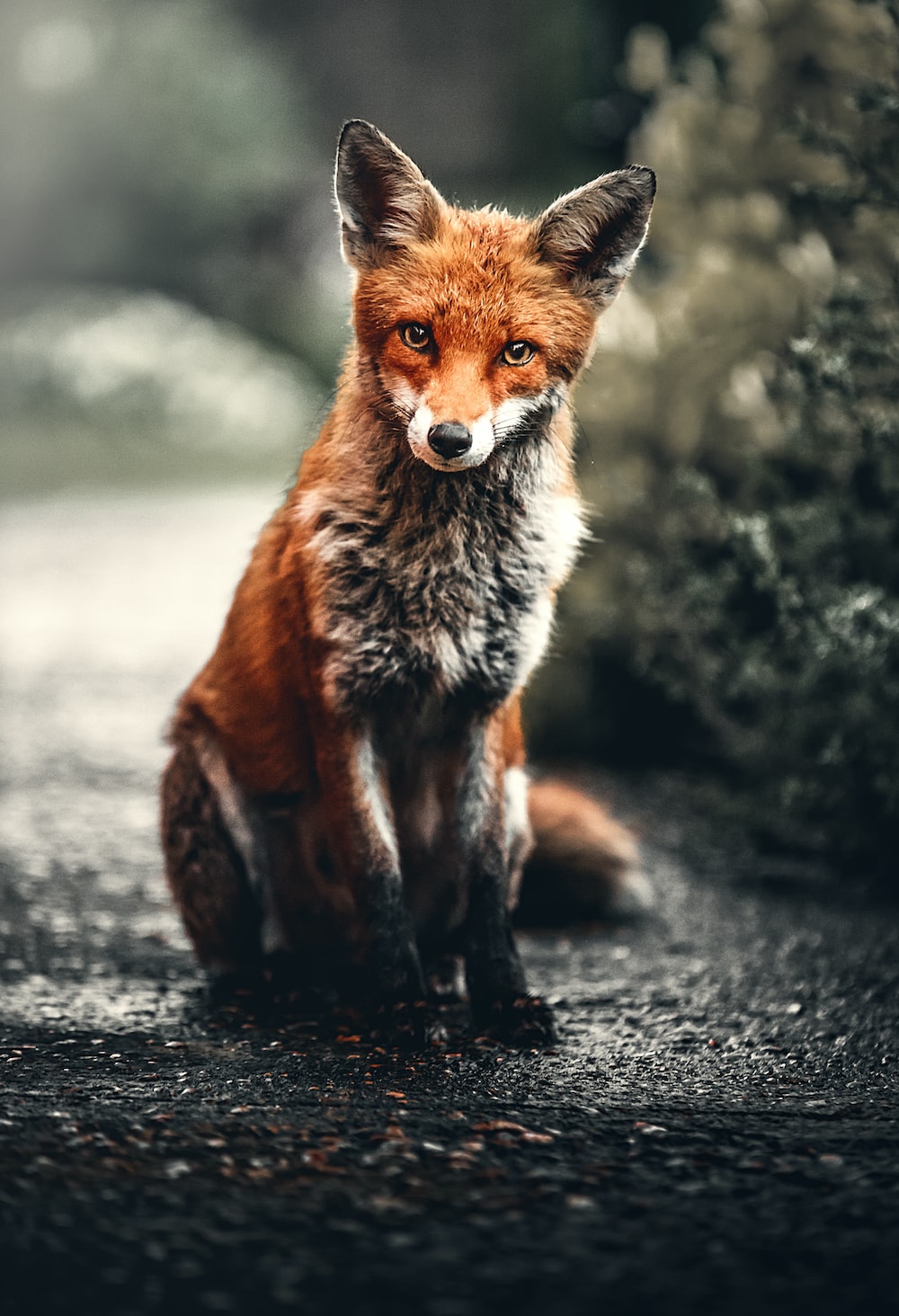 Beautiful Fox Wallpapers