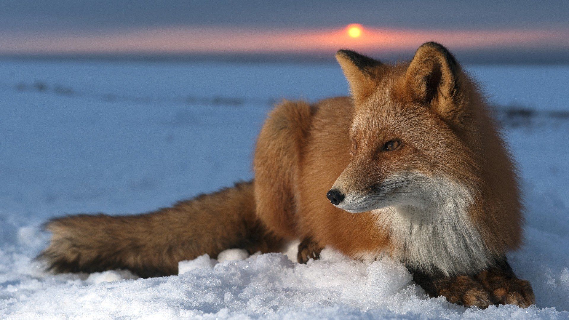 Beautiful Fox Wallpapers