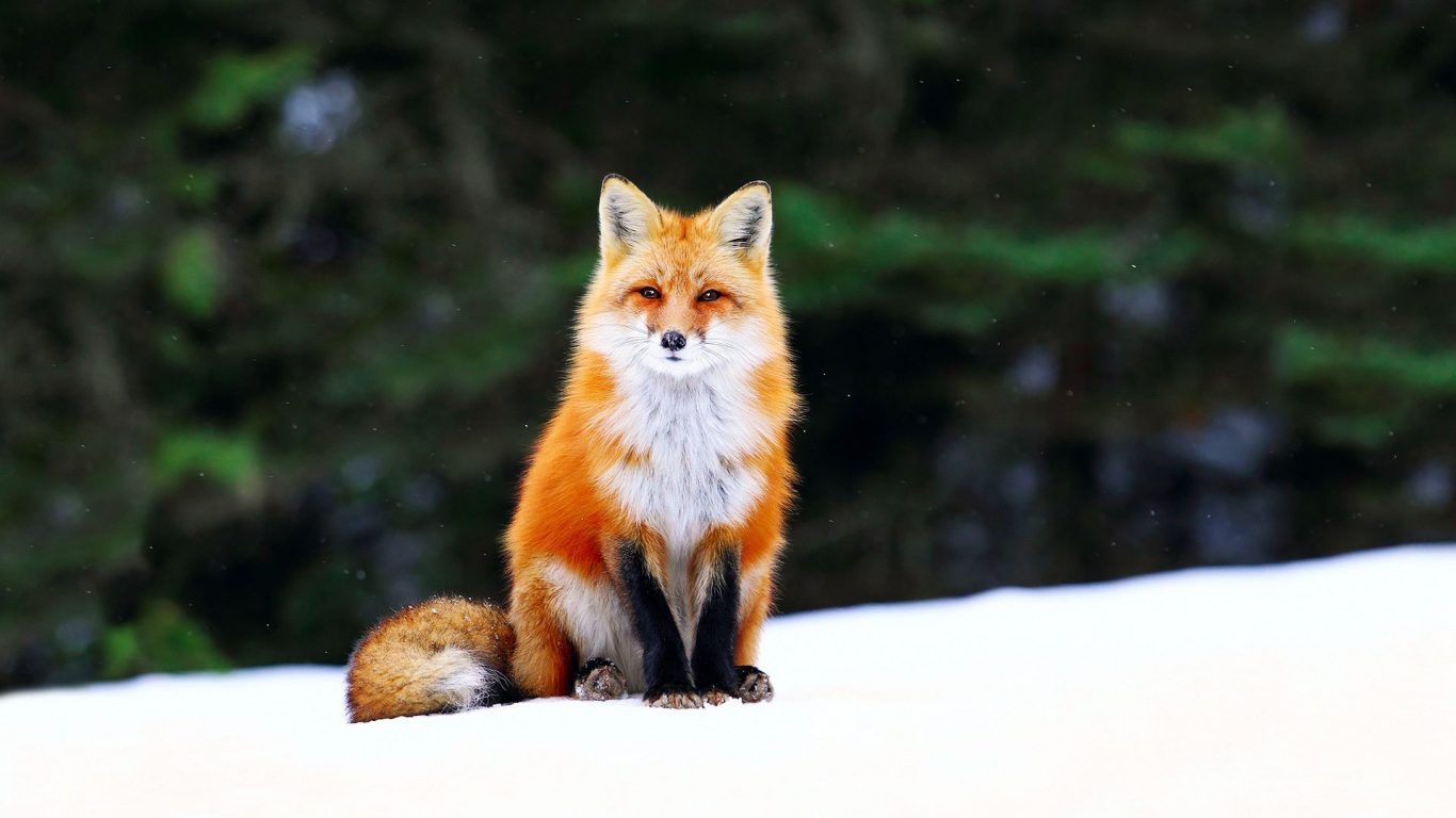 Beautiful Fox Wallpapers